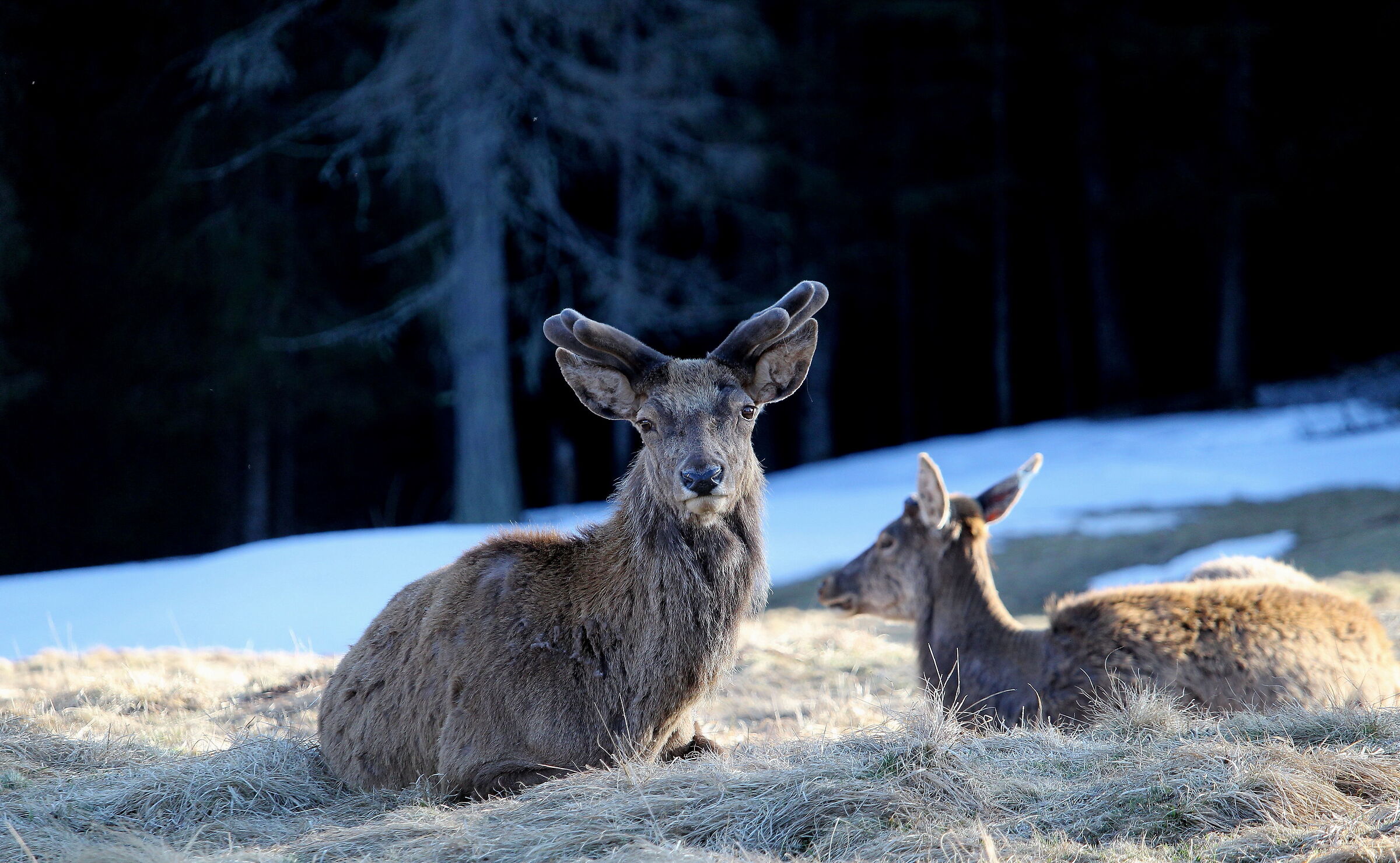 Pace e riposo nella quiete del bosco