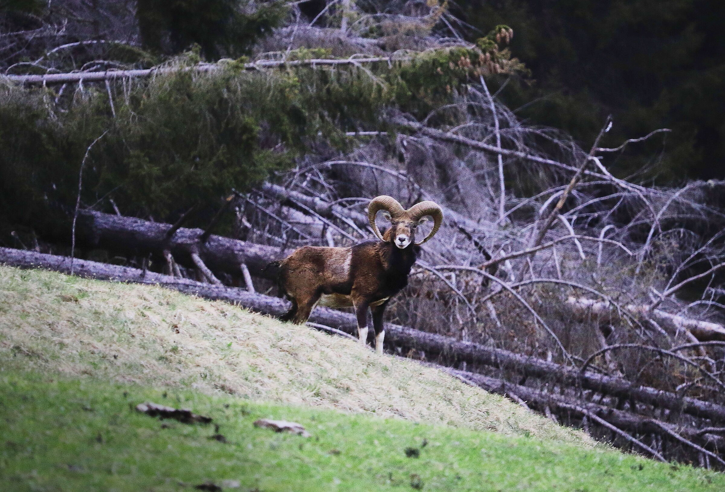 Un ultimo scatto prima della corsa