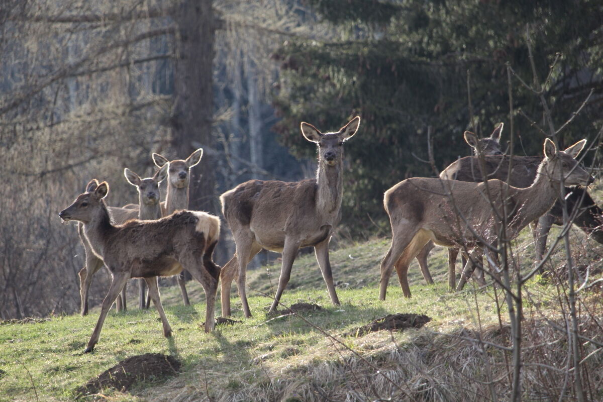 Femmine di cervo sull attenti