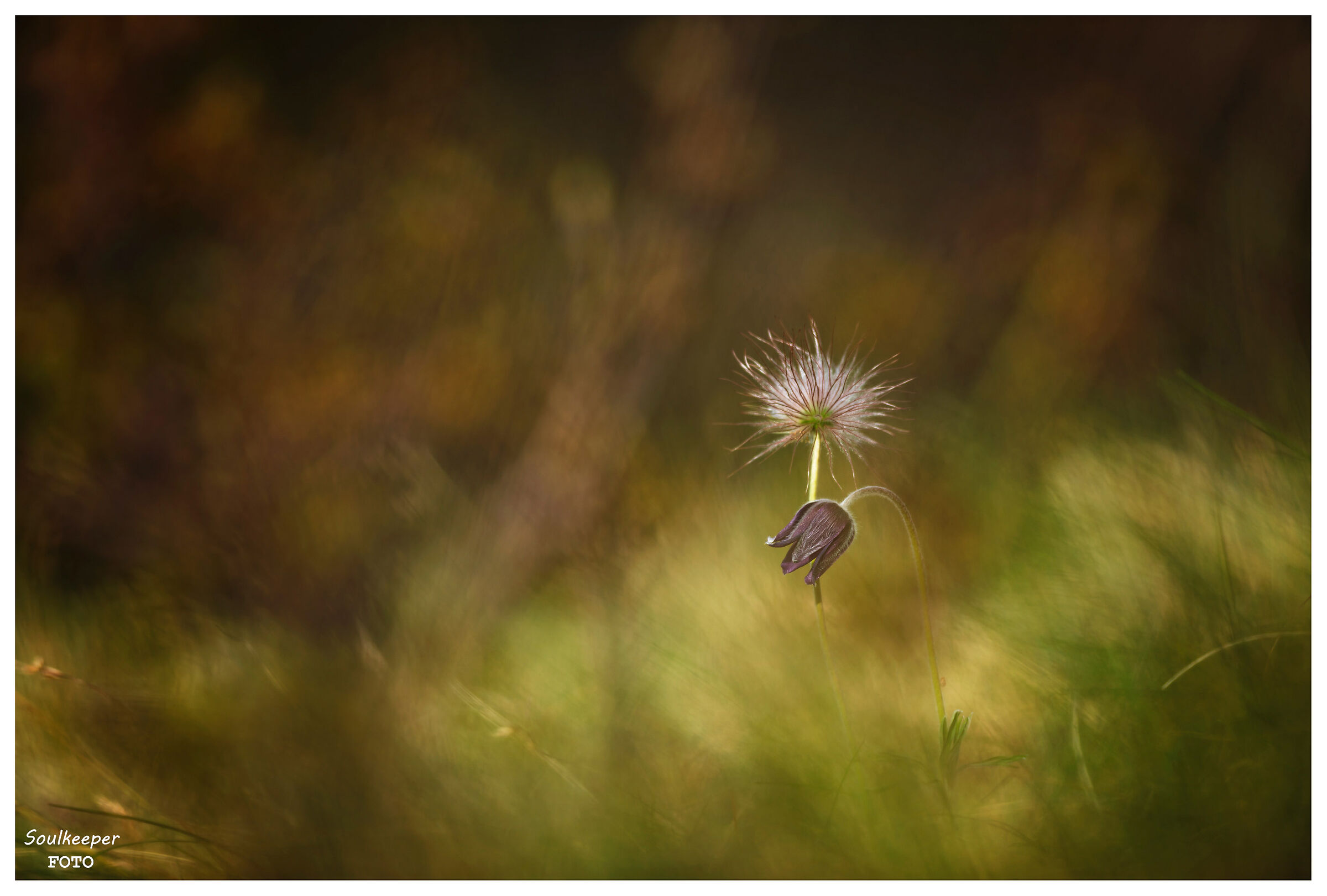 Pulsatilla. Carso triestino.