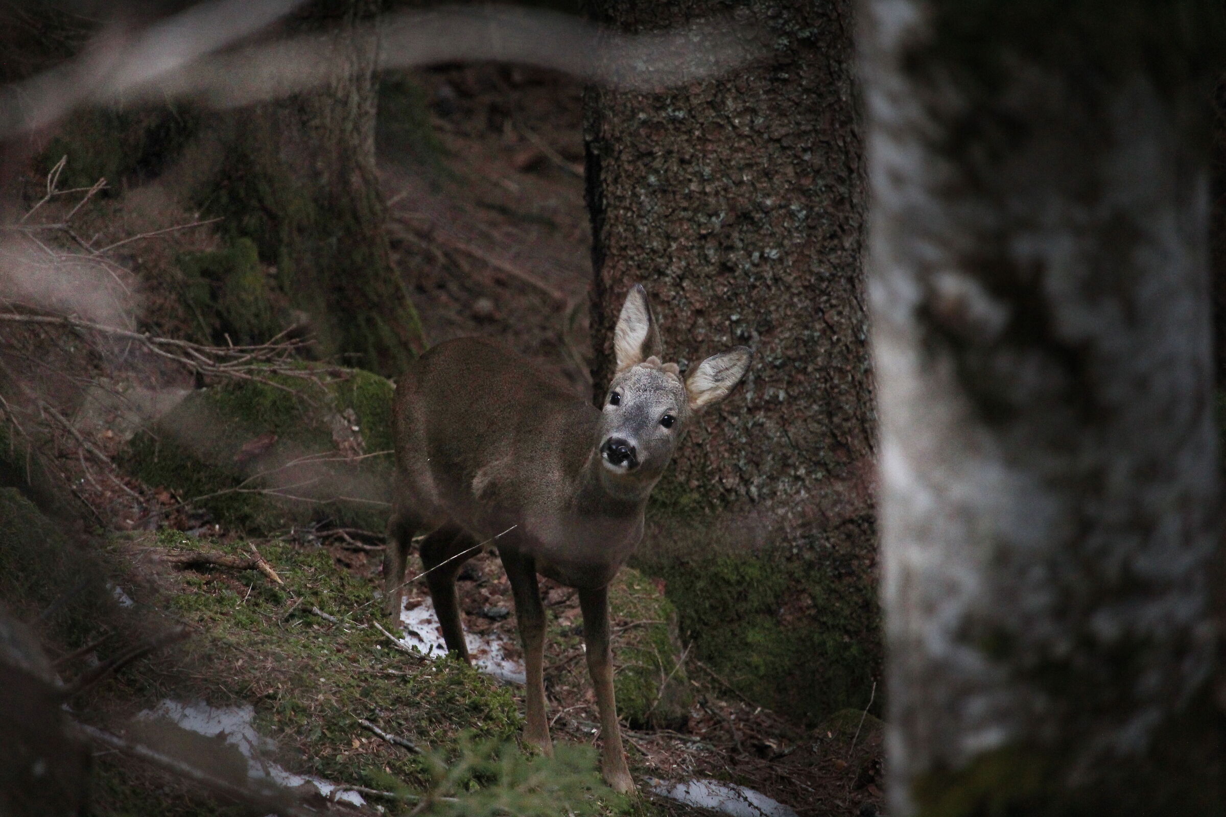 Giovane maschio di capriolo con i piccoli "bottoni&quot...
