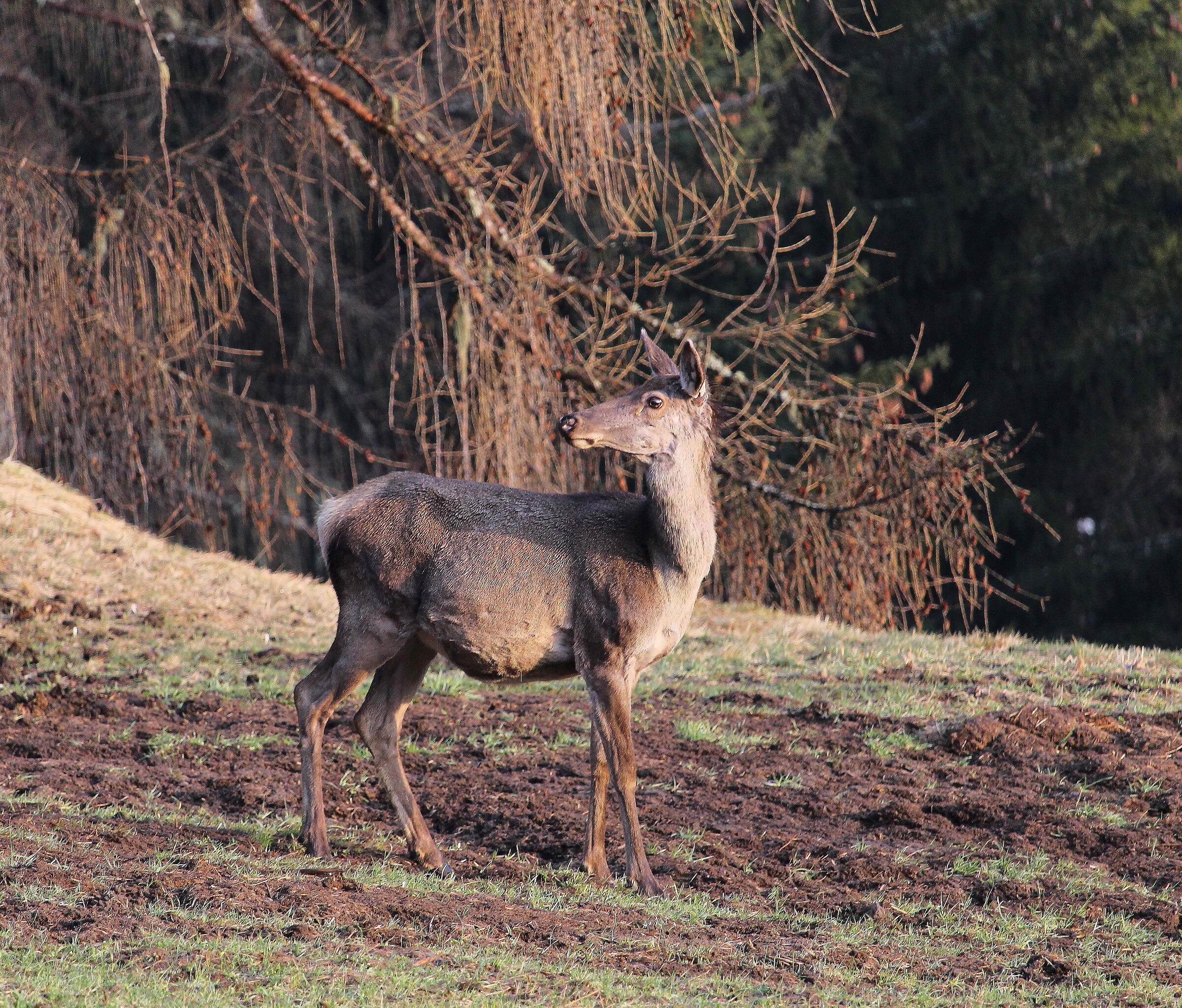 Presto una nuova vita nel bosco