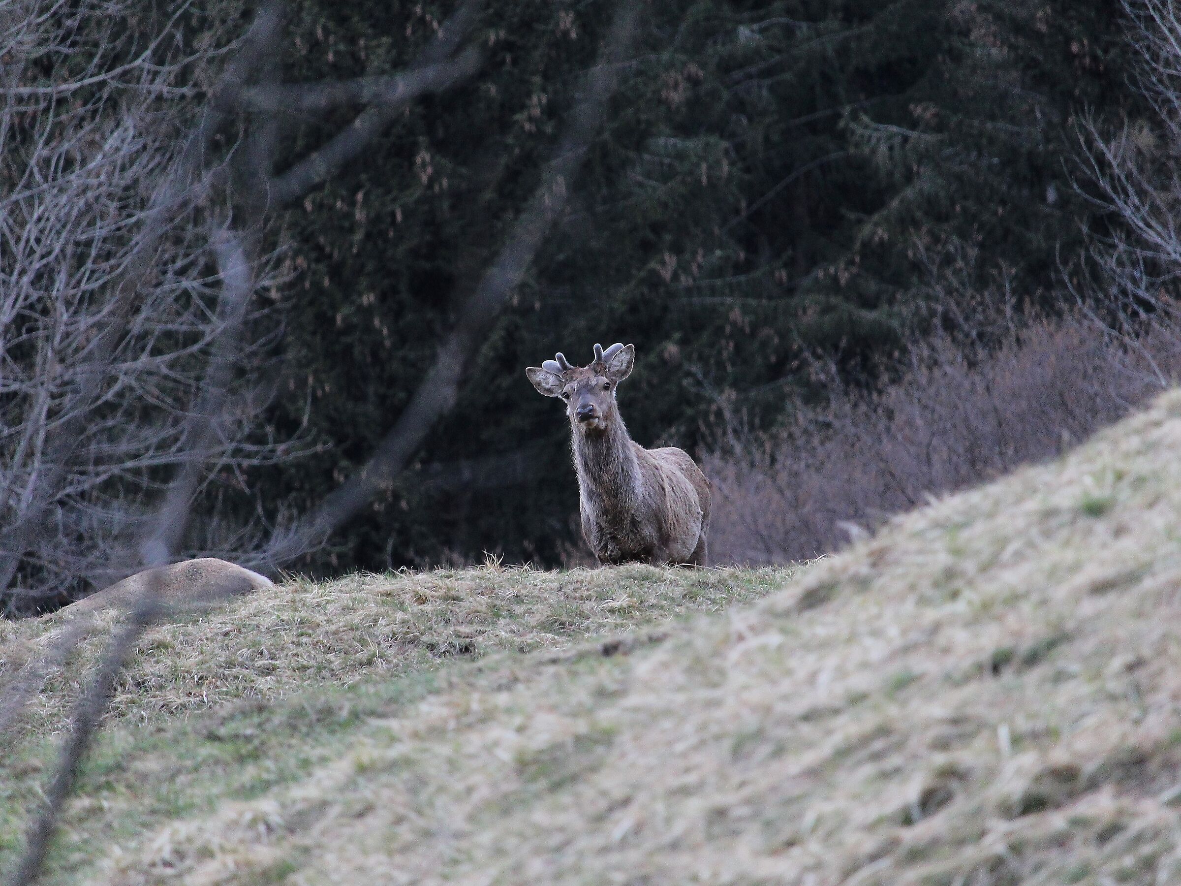 Sbucando dalla fitta foresta