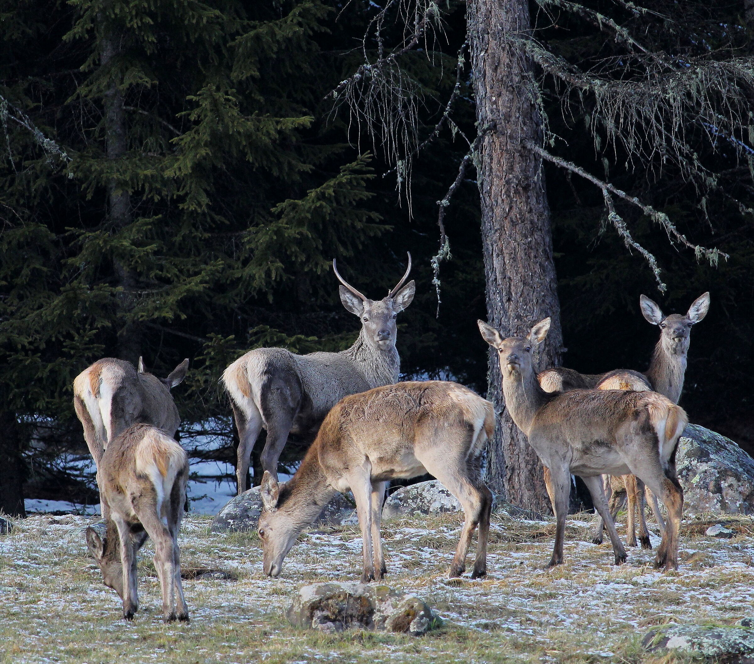 Ai margini del bosco