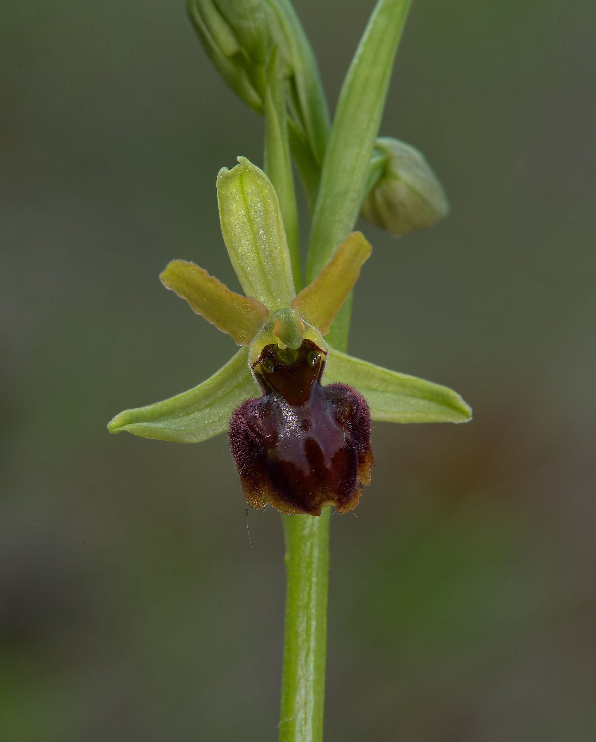 Ophrys sphegoides