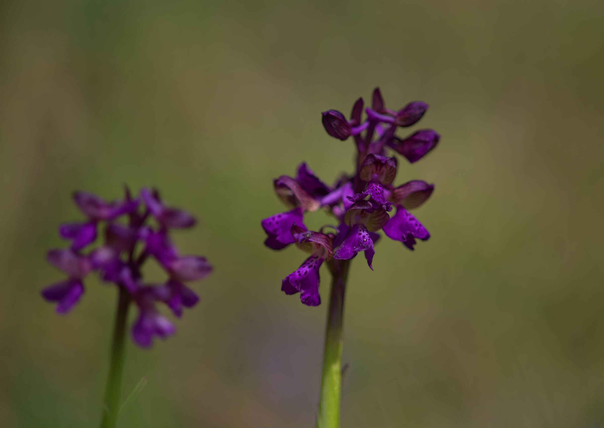 Orchis mascula