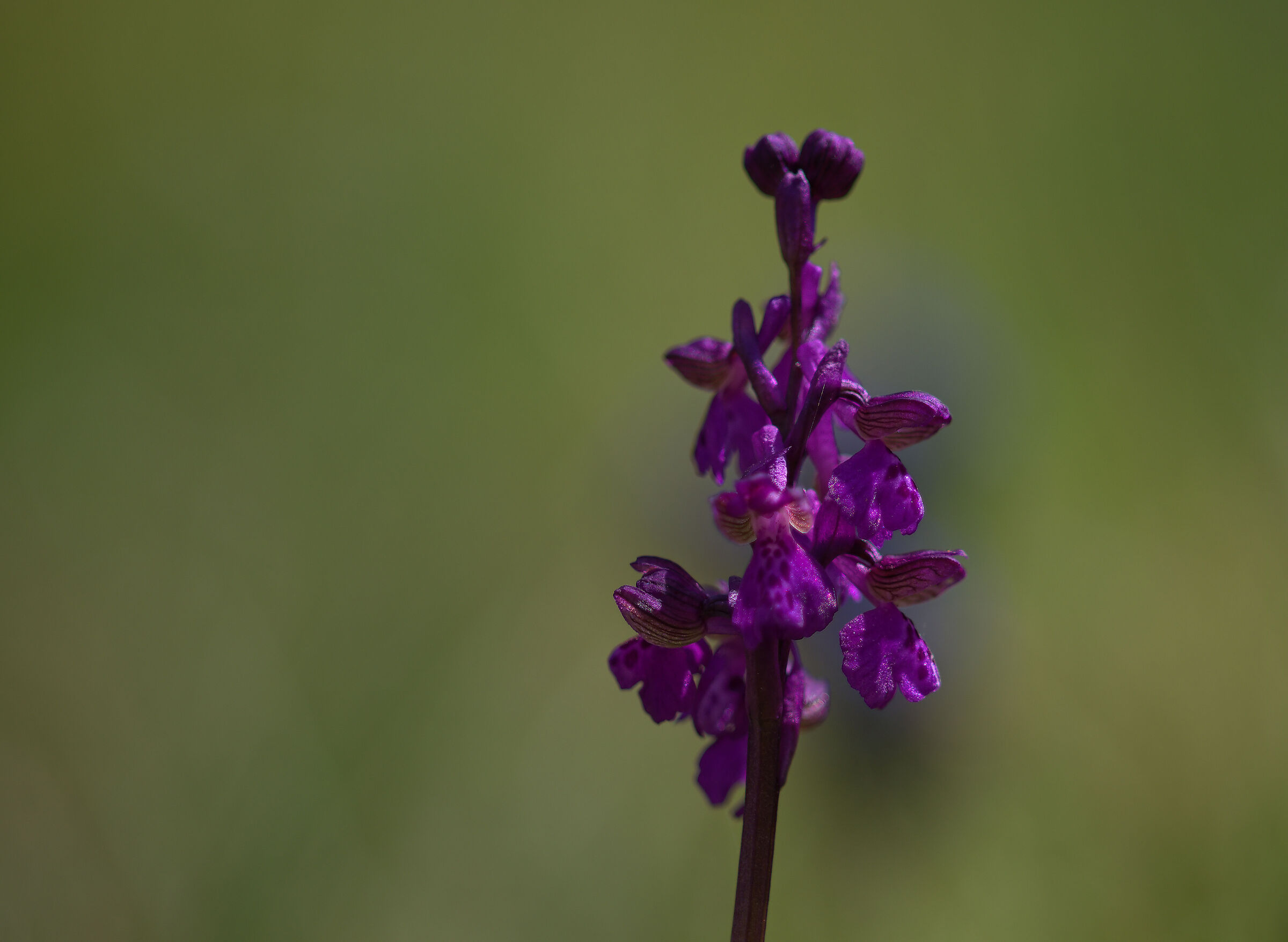 Orchis mascula