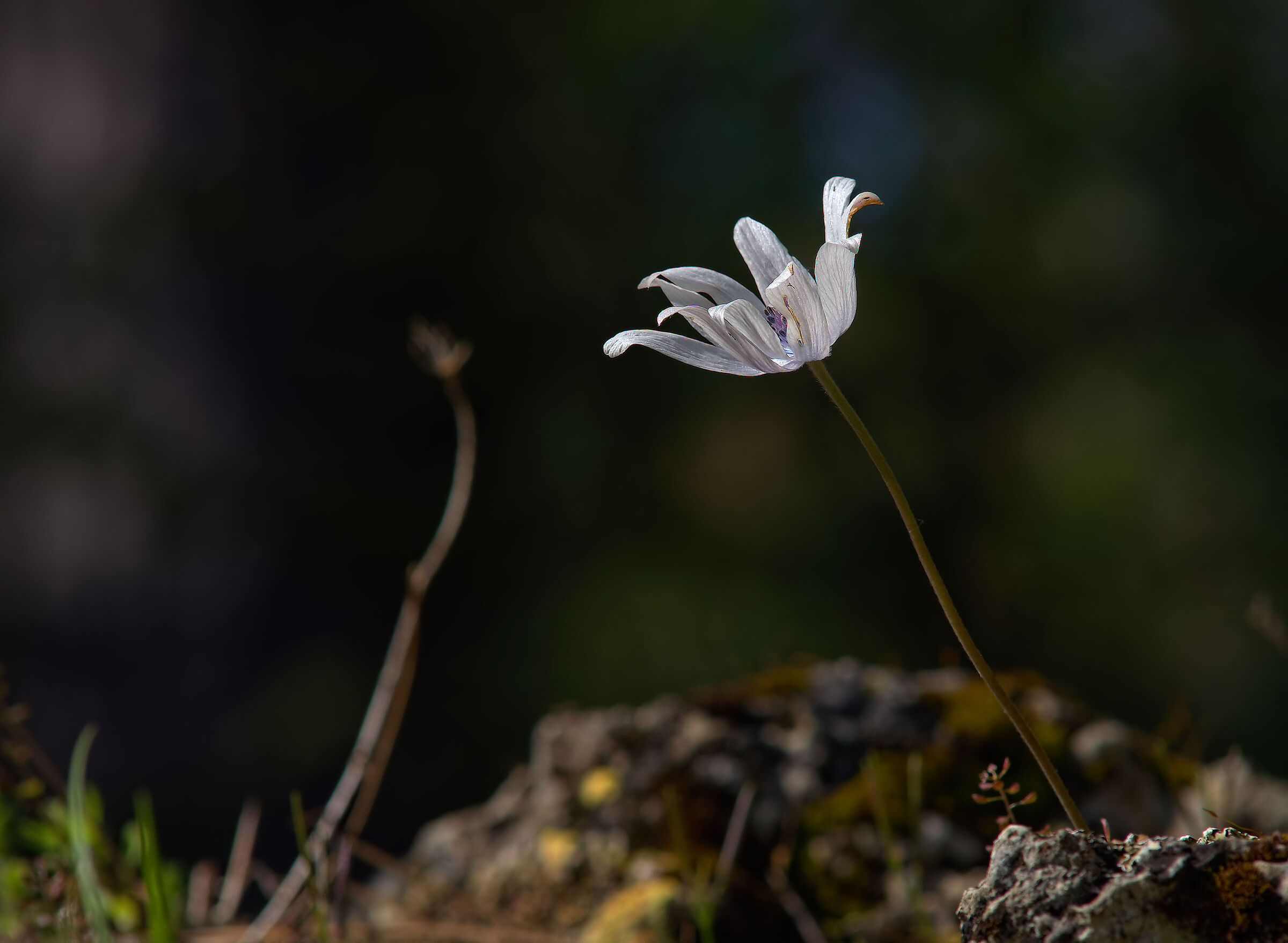 Asteracea