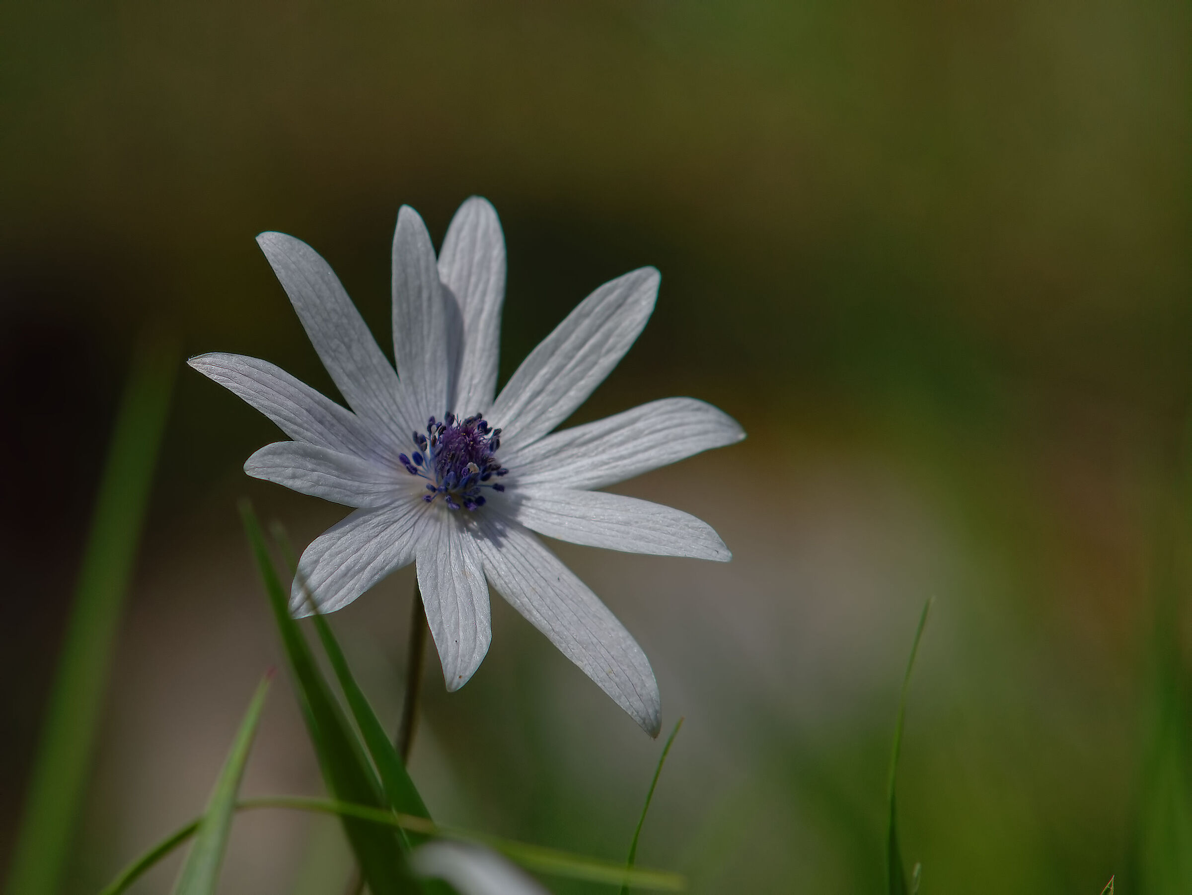 Asteracea