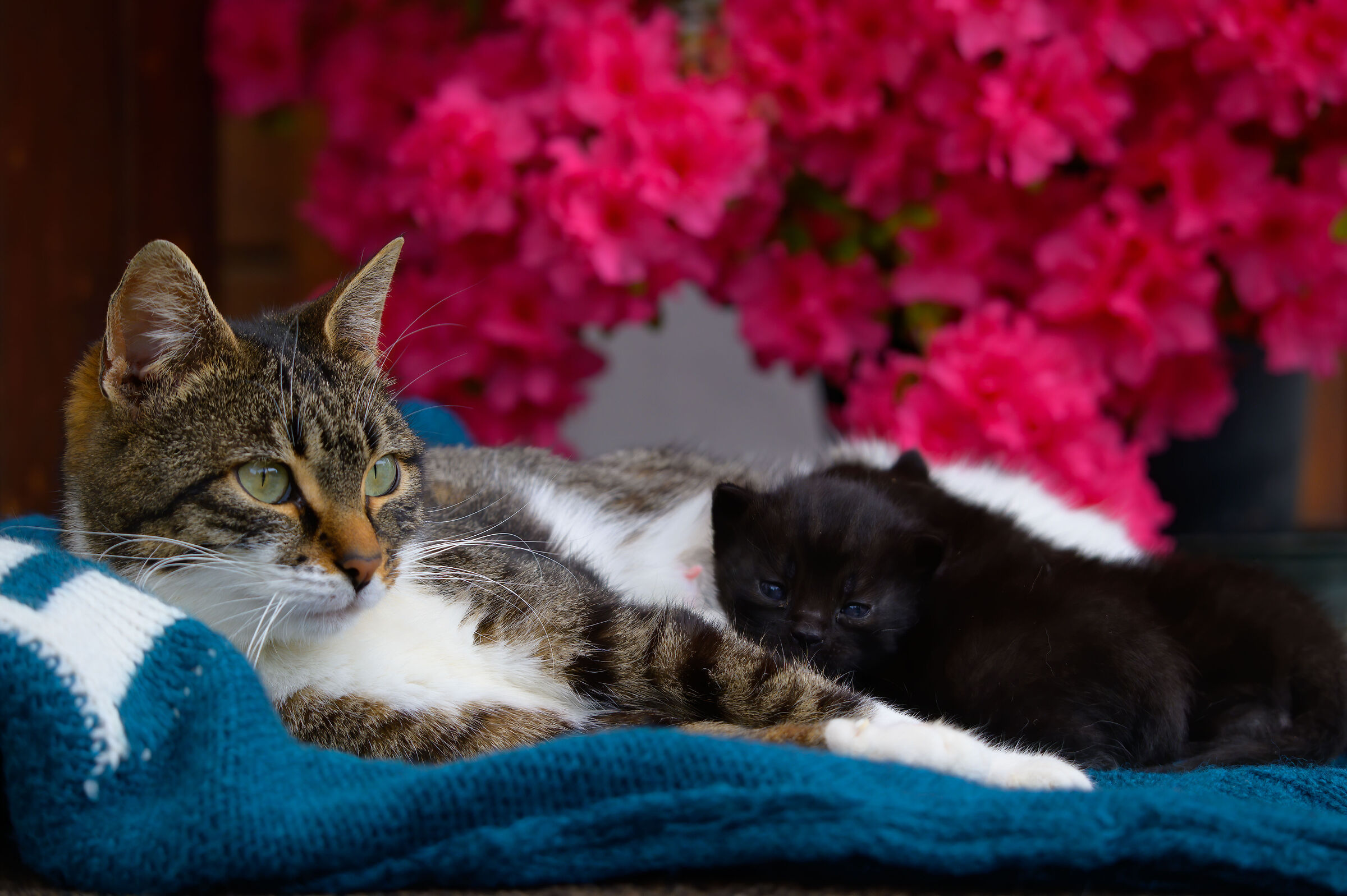 Volevo un gatto nero nero....(non uno ma due)