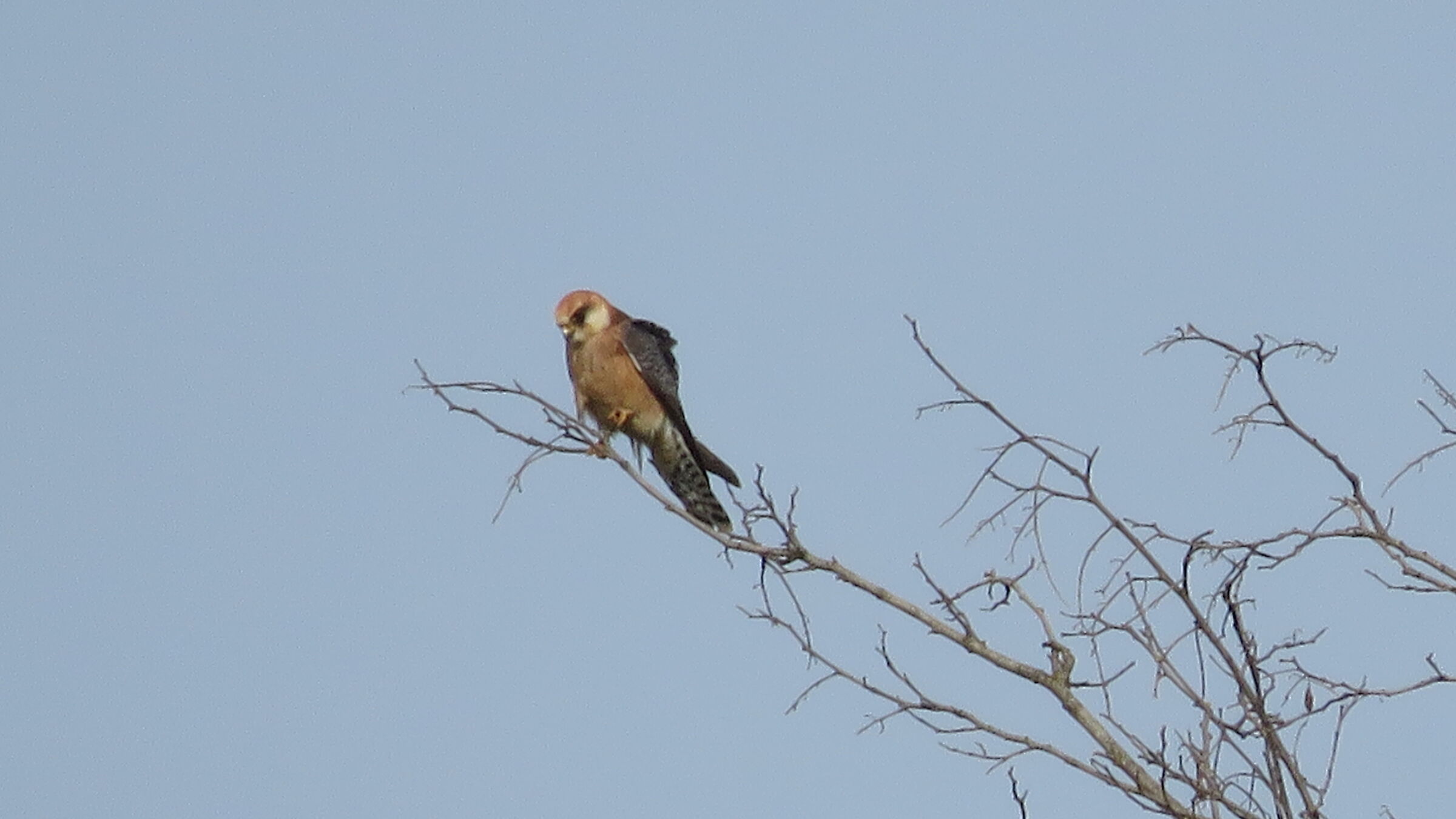 Falco cuculo (femmina)