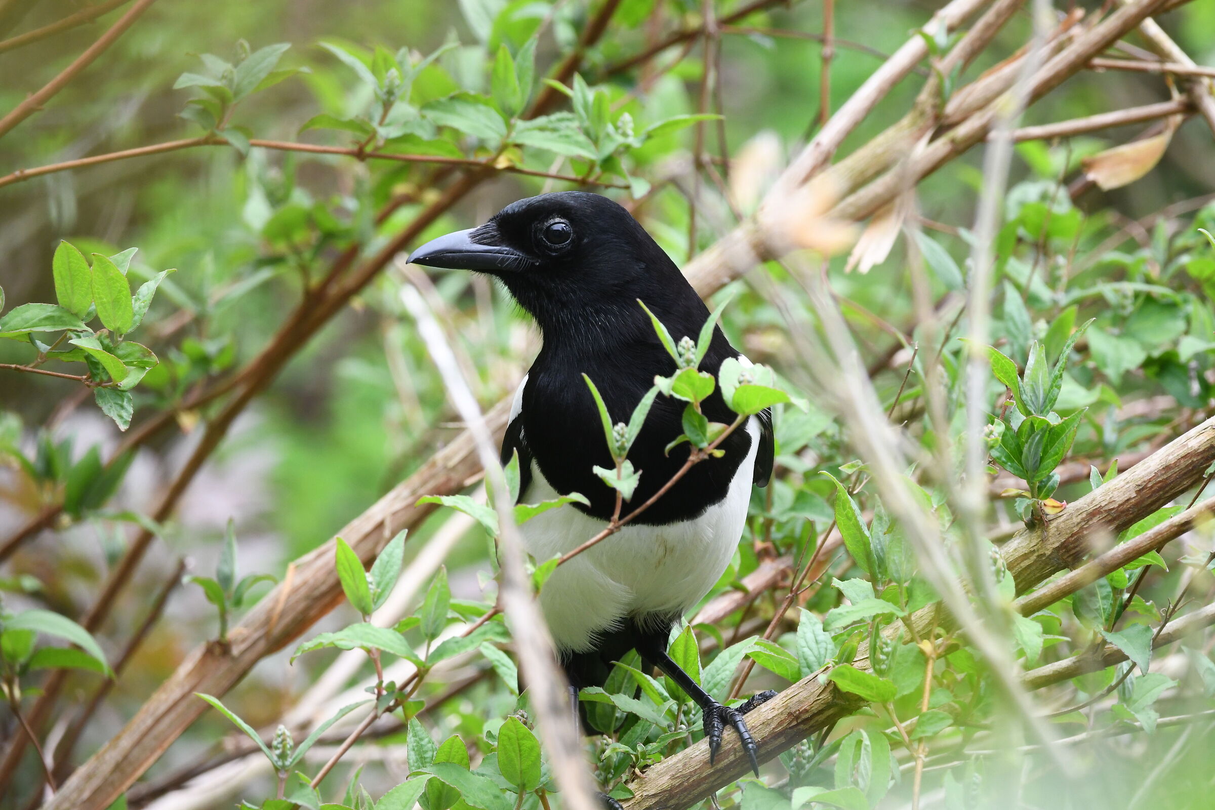 il mimetismo non è il mio forte