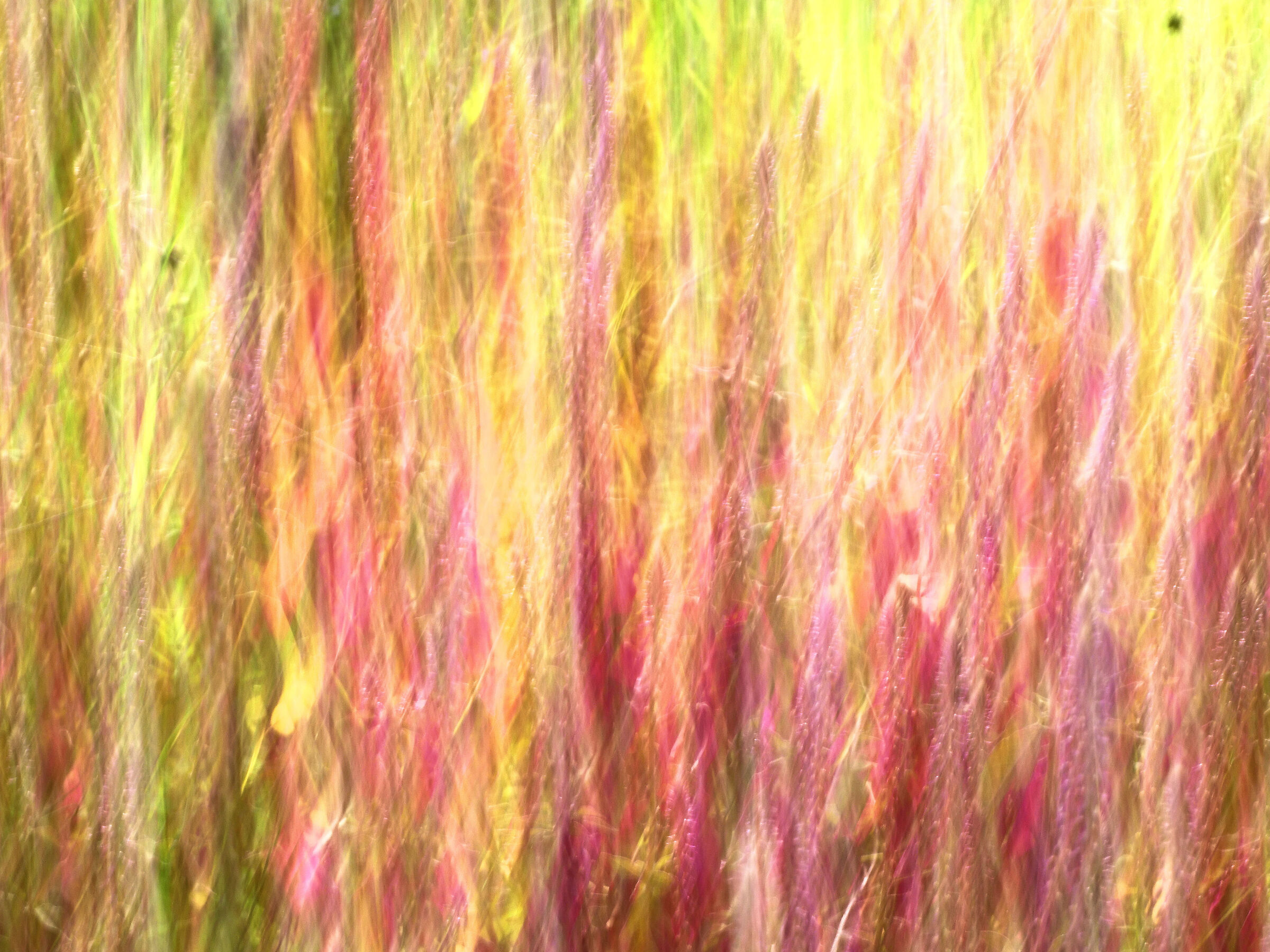 . . .  prato fiorito  . . .