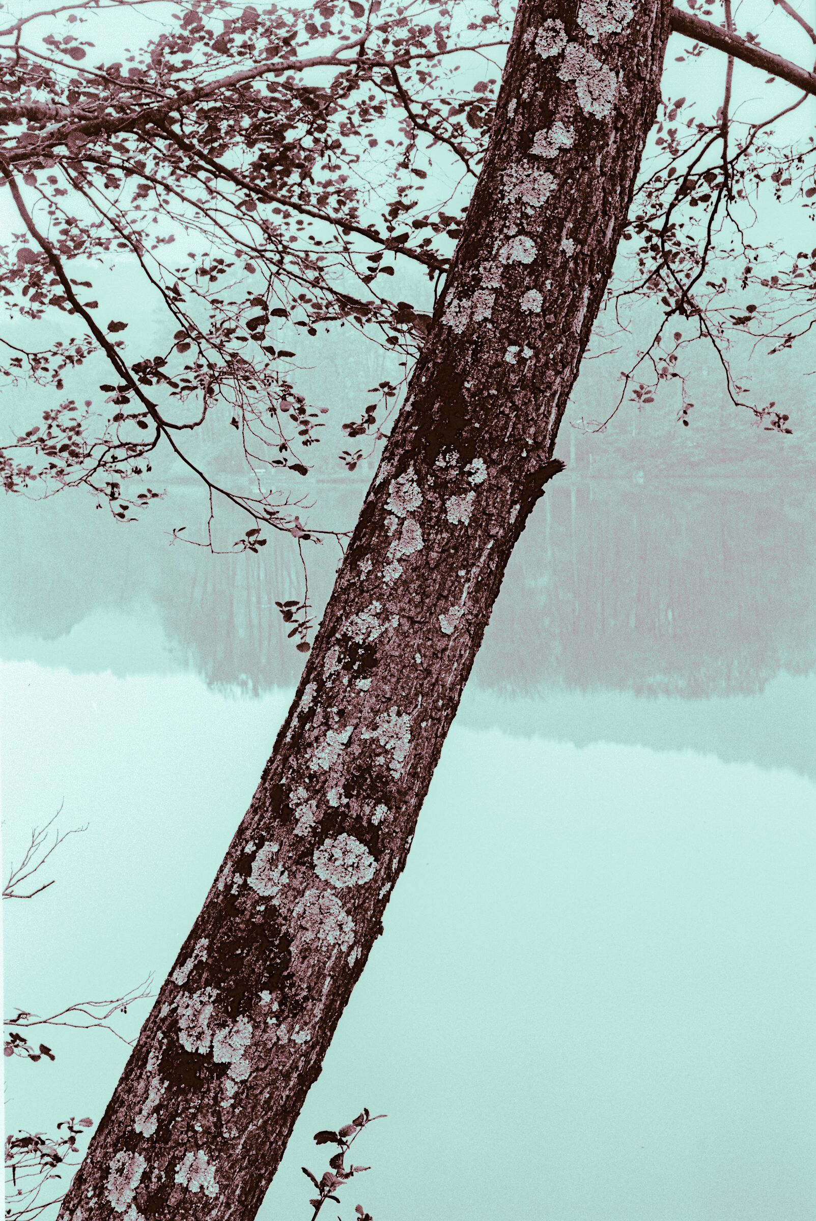 I licheni sul tronco