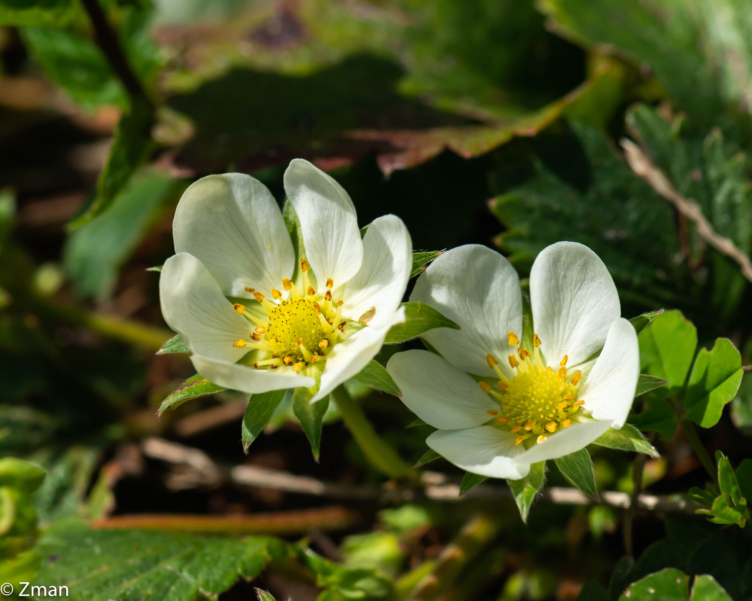 Strawberry Bloom