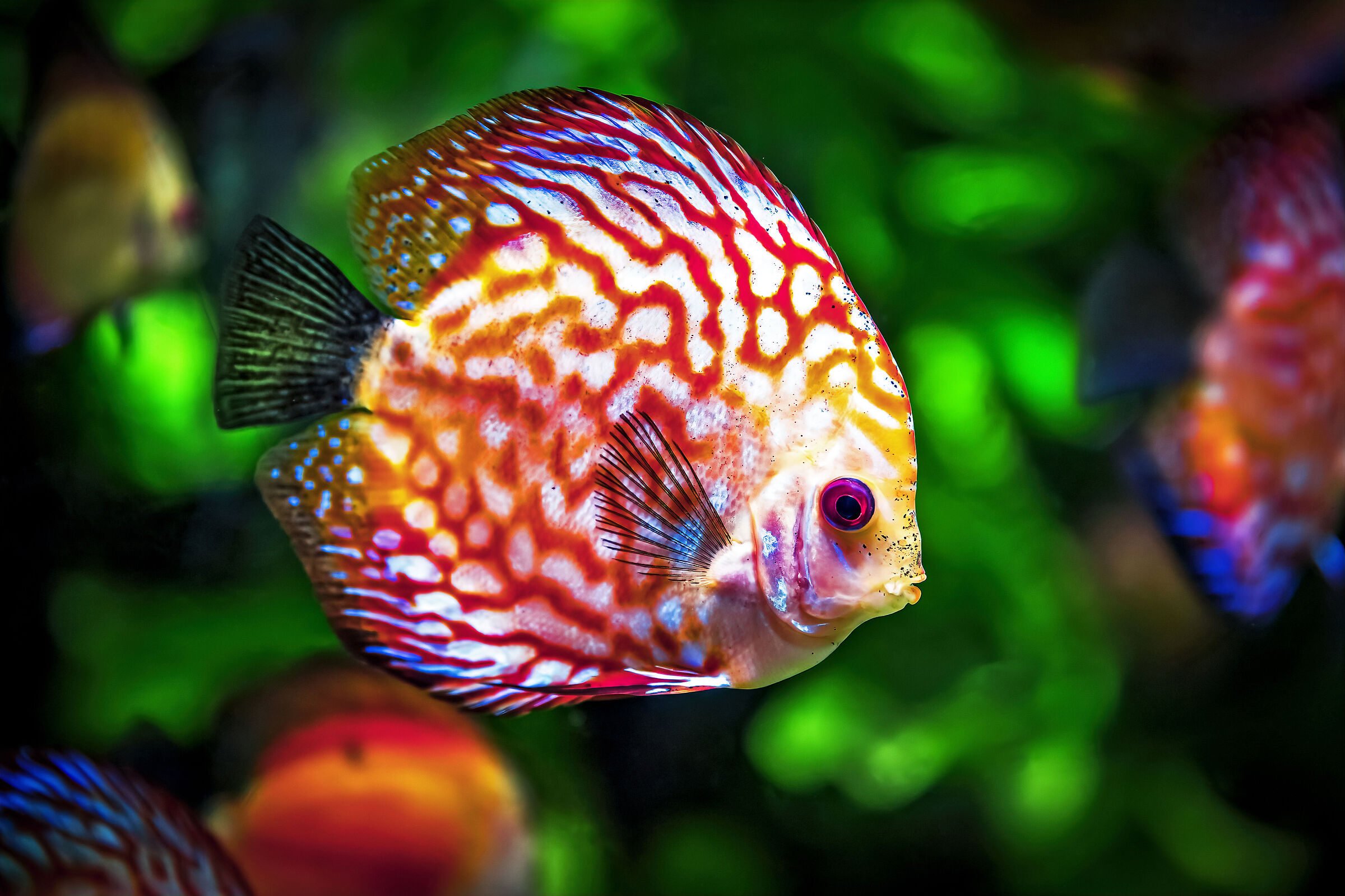 L'acquario di Piero