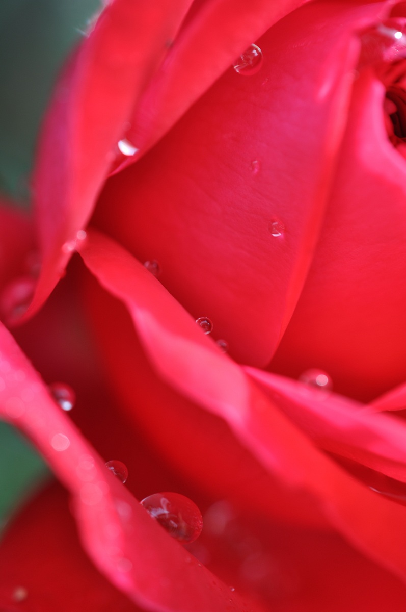 Rose Dew