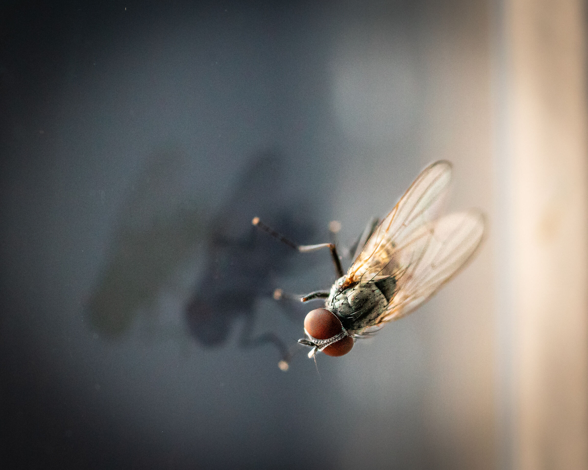 macro (fly)