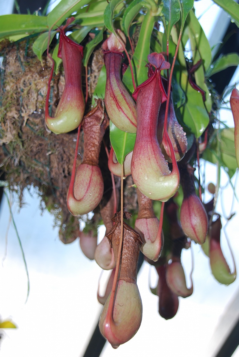 Campanelle Carnivore