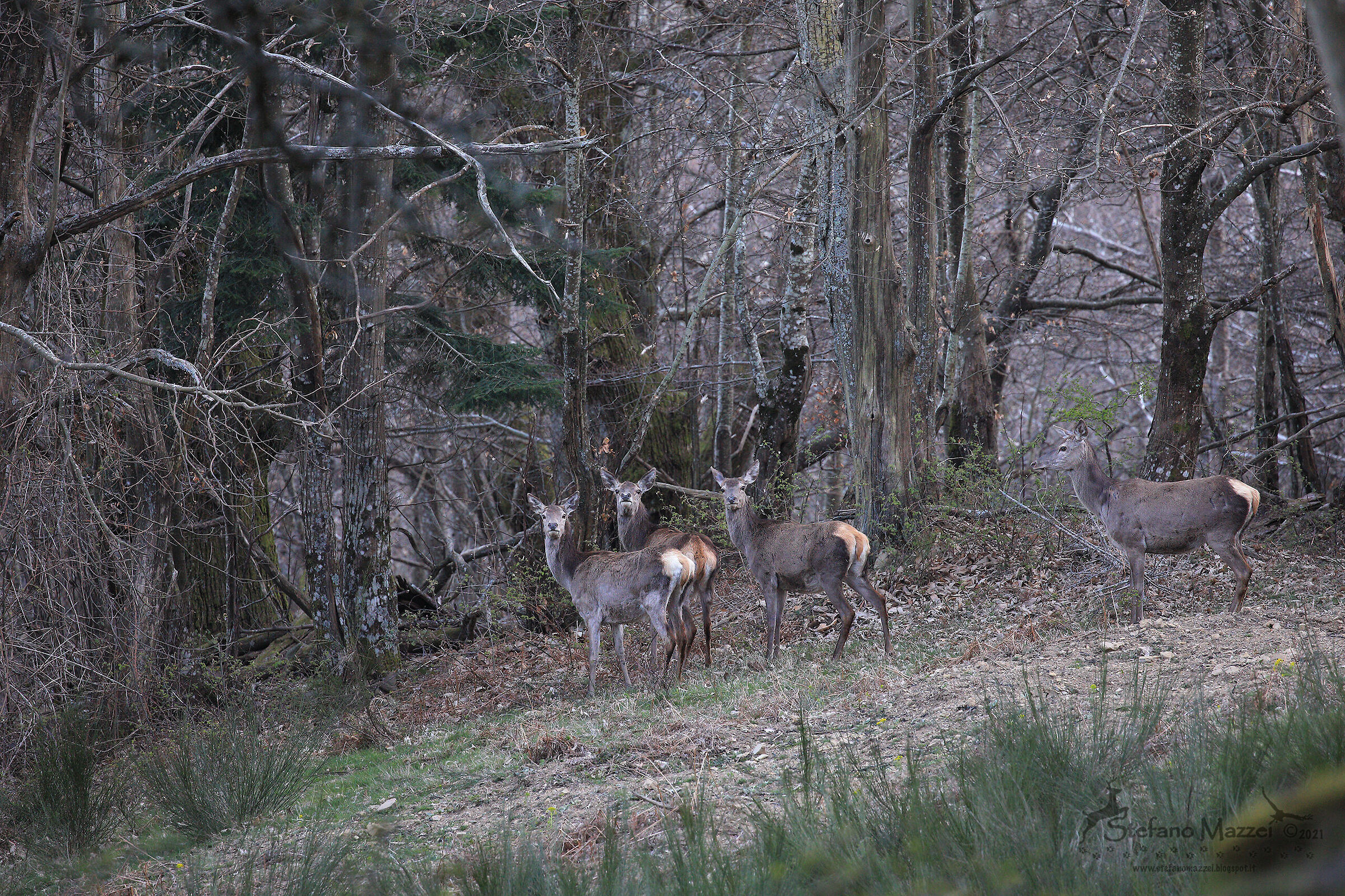 Deer with young people