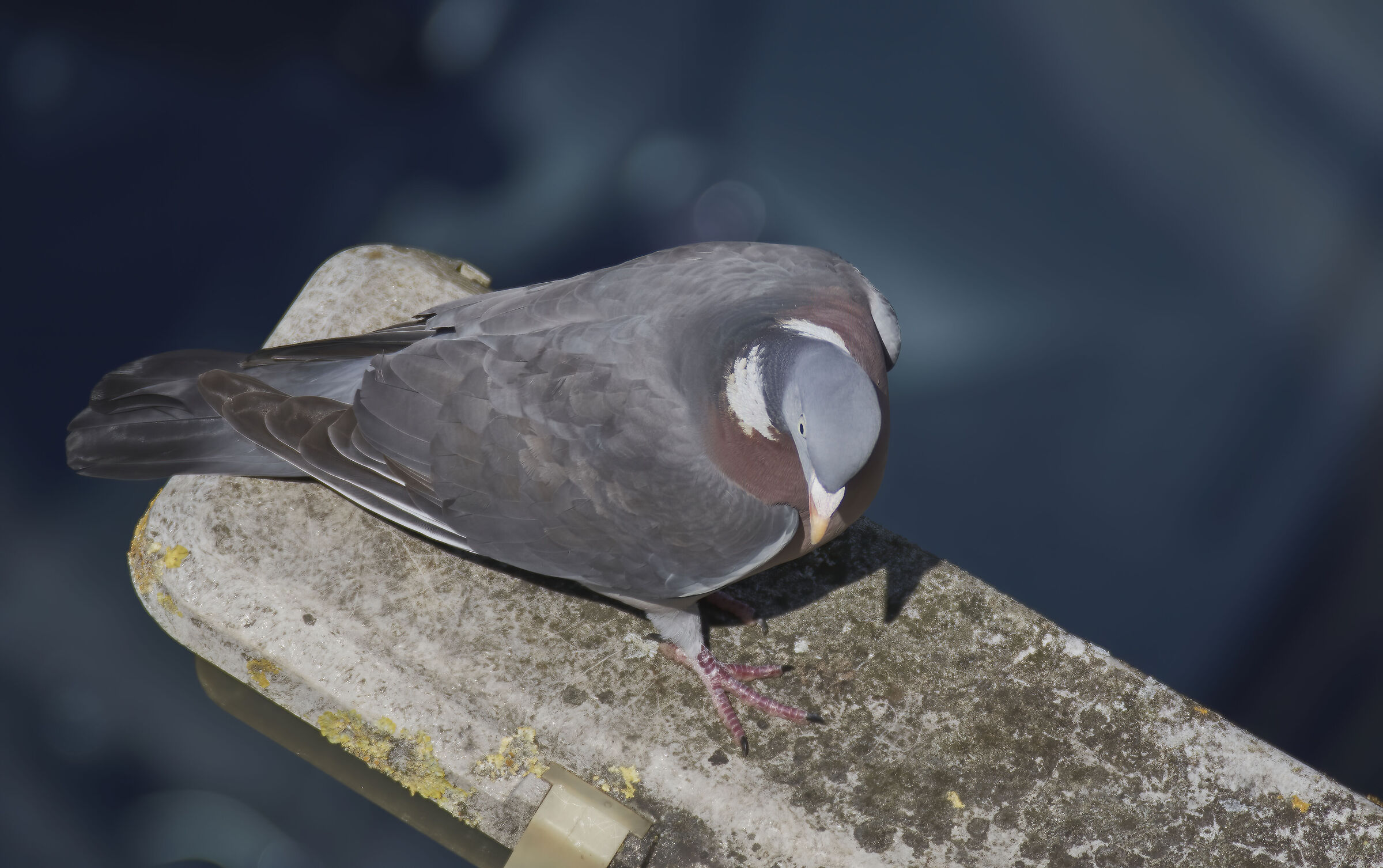 Wood Pidgeon
