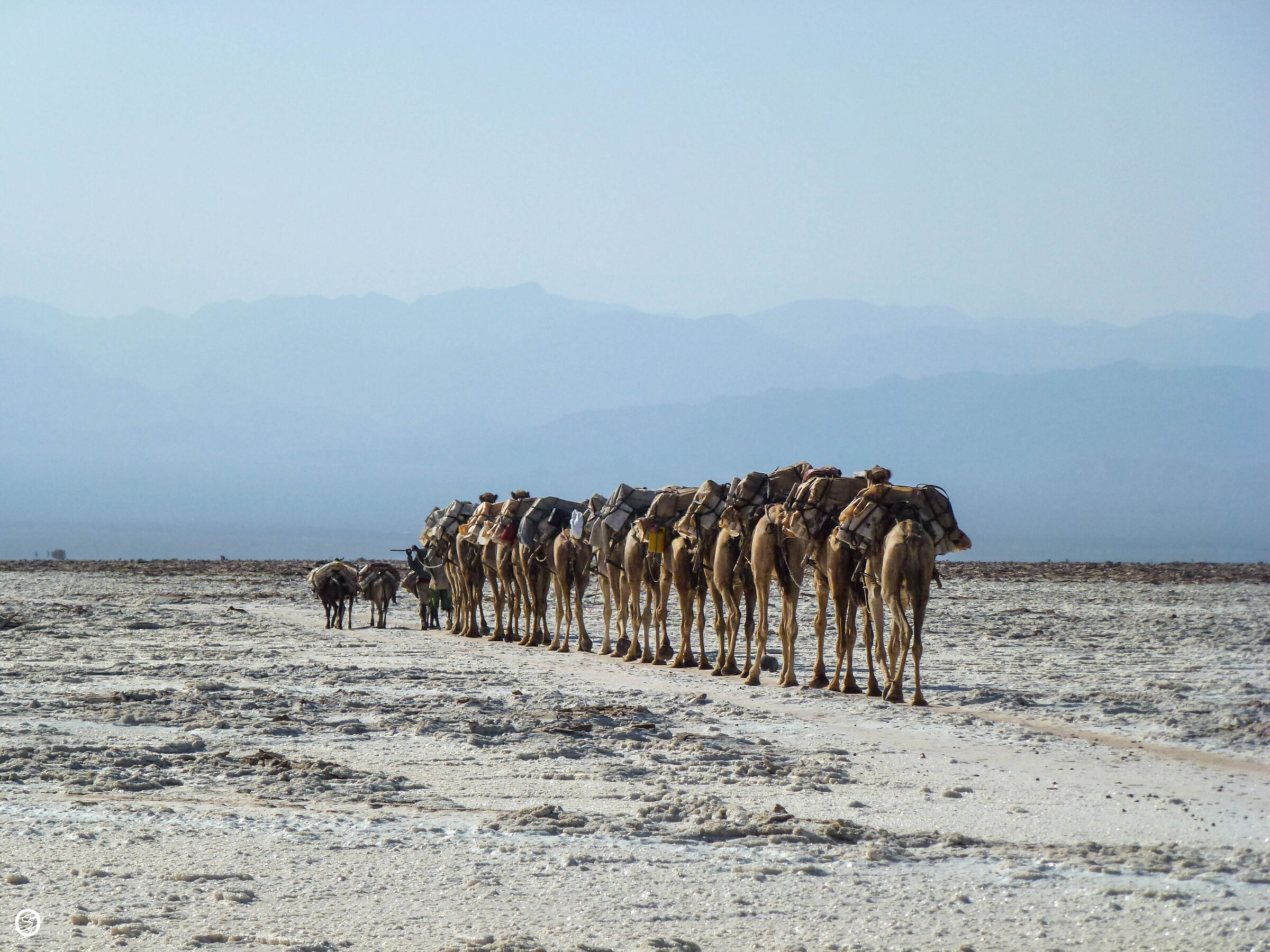 Carovana del sale, Dancalia- Etiopia