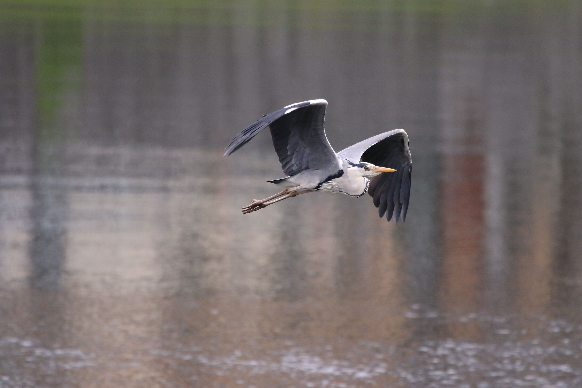 cinerino heron 30-04-21