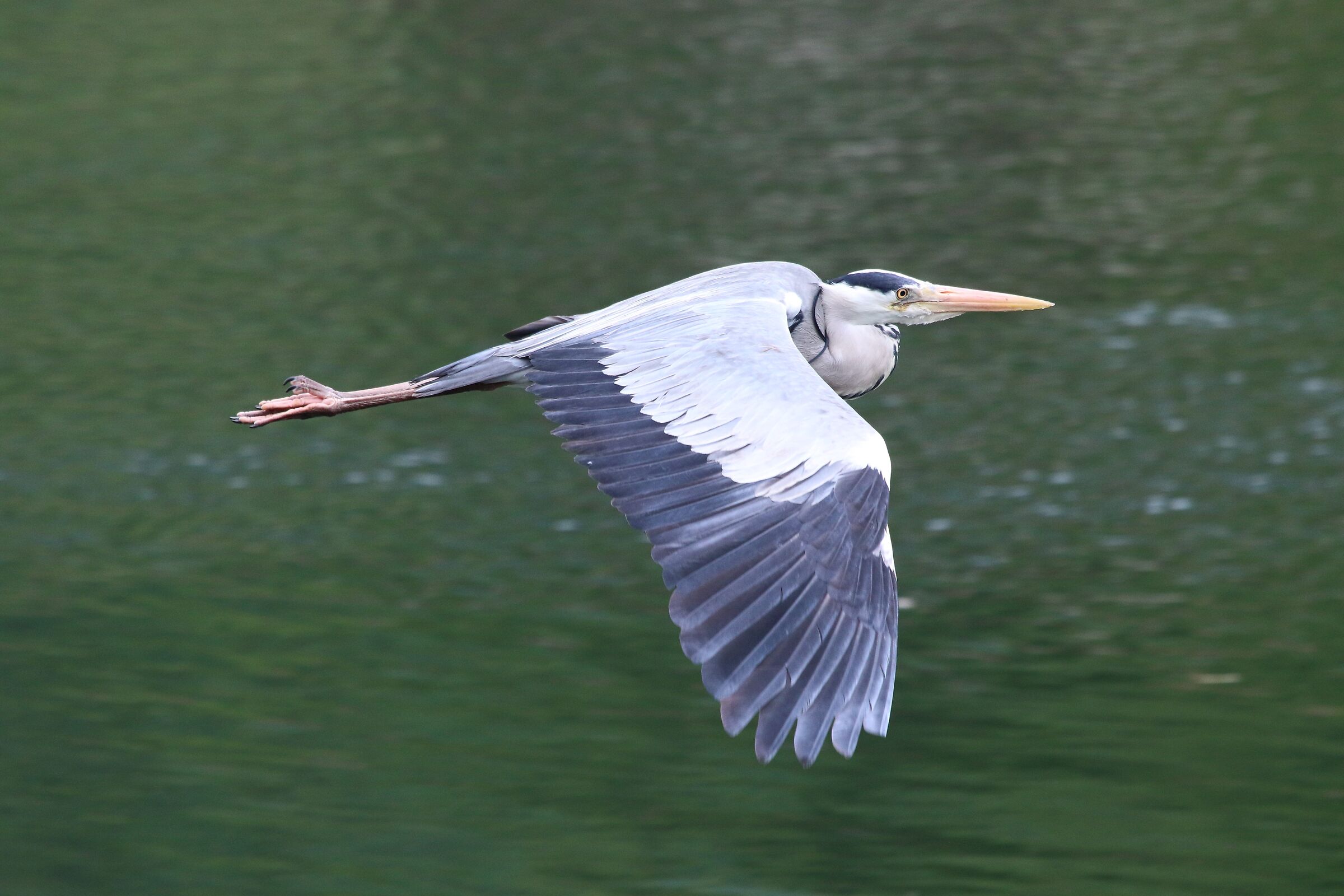 cinerino heron 30-04-21