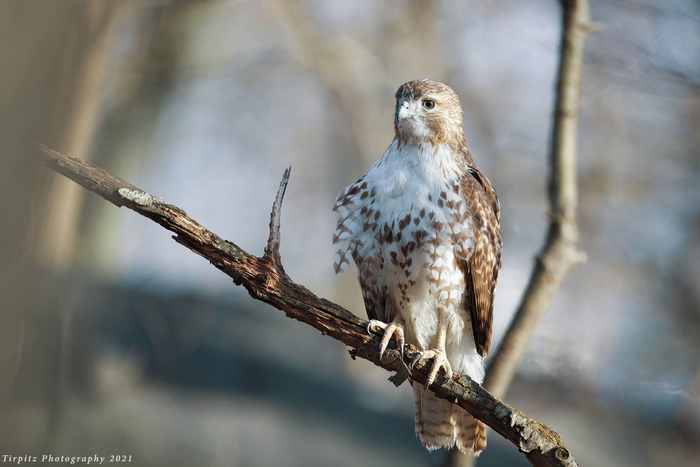 Red tailed hawk - 1