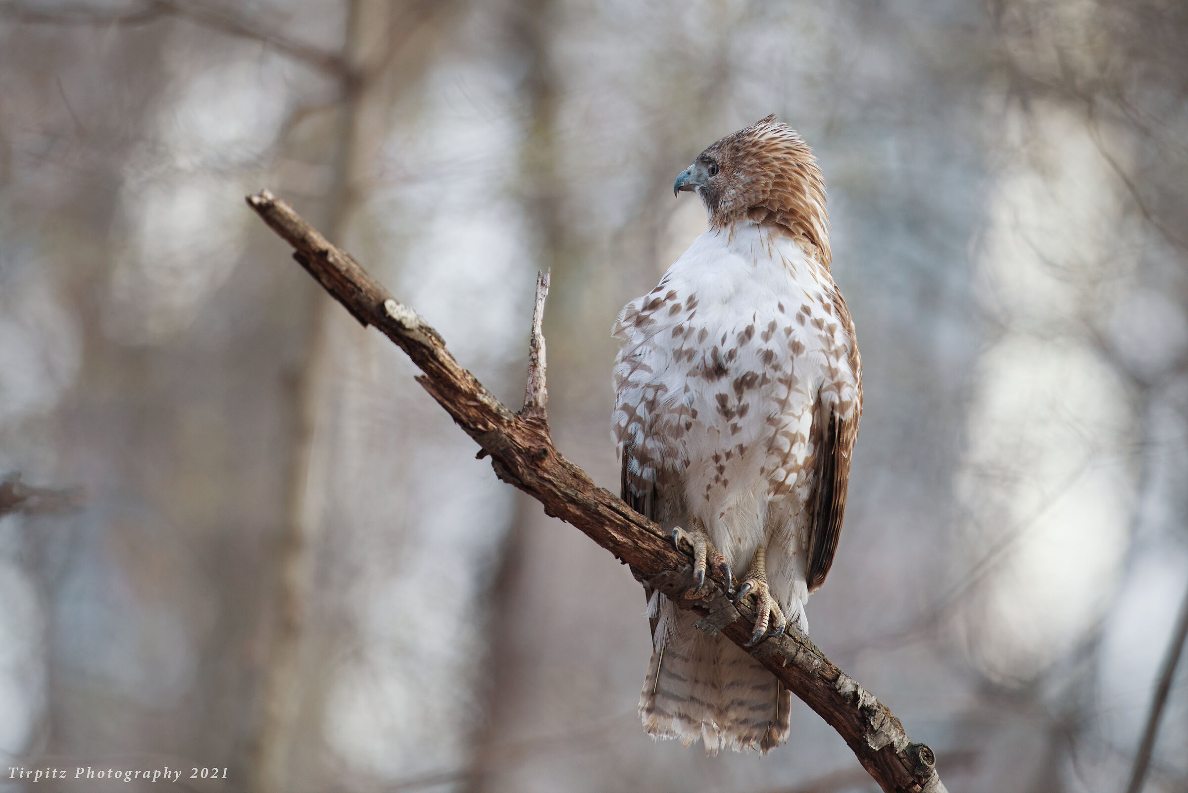 Red tailed hawk - 2