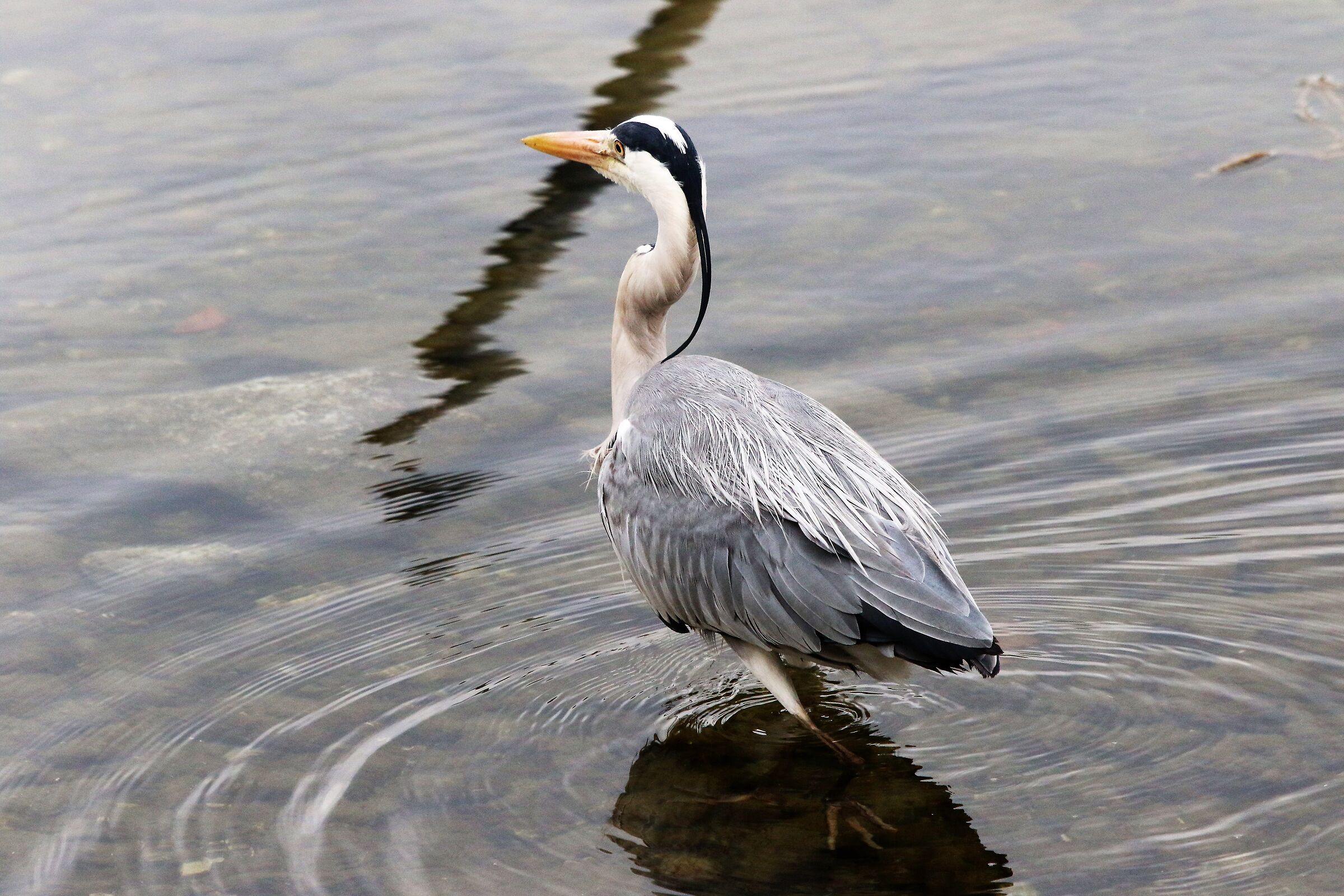 cinerino heron 30-04-21