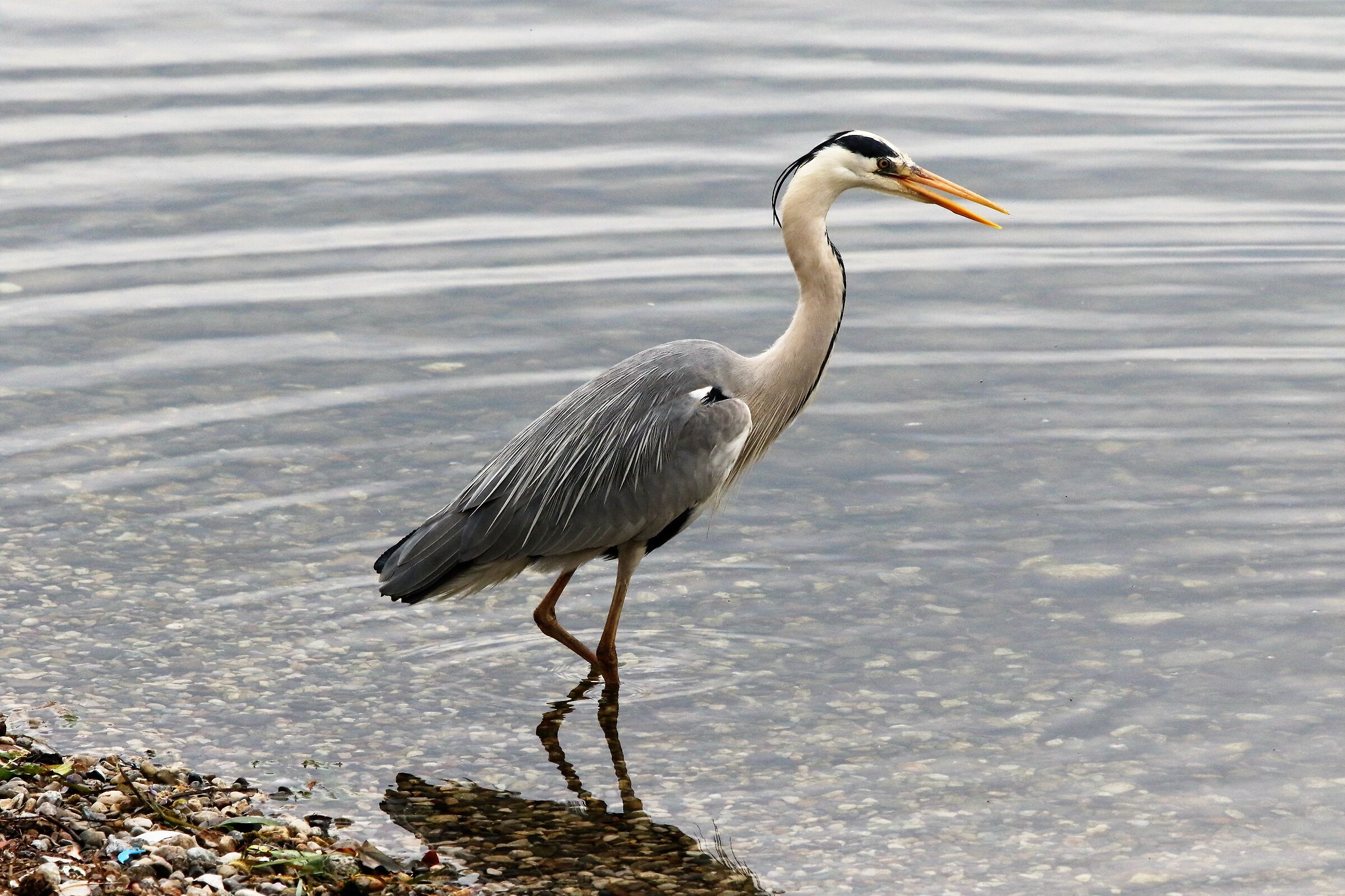 cinerino heron 30-04-21