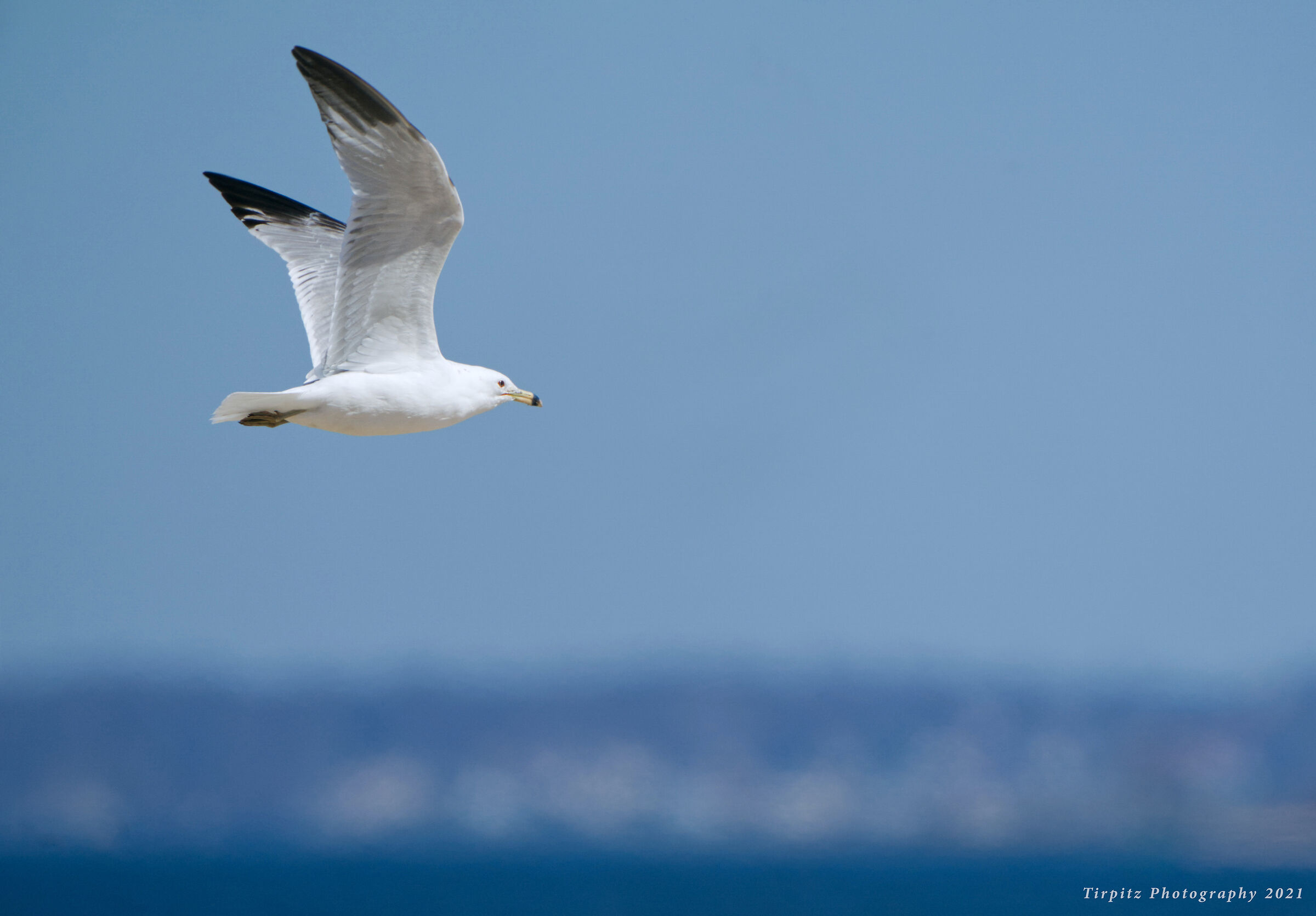 Flying Seagull