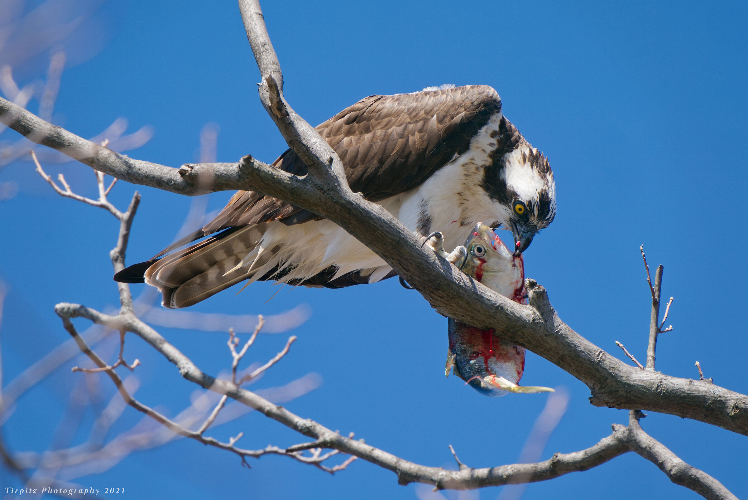 The Osprey and the Prey - 1