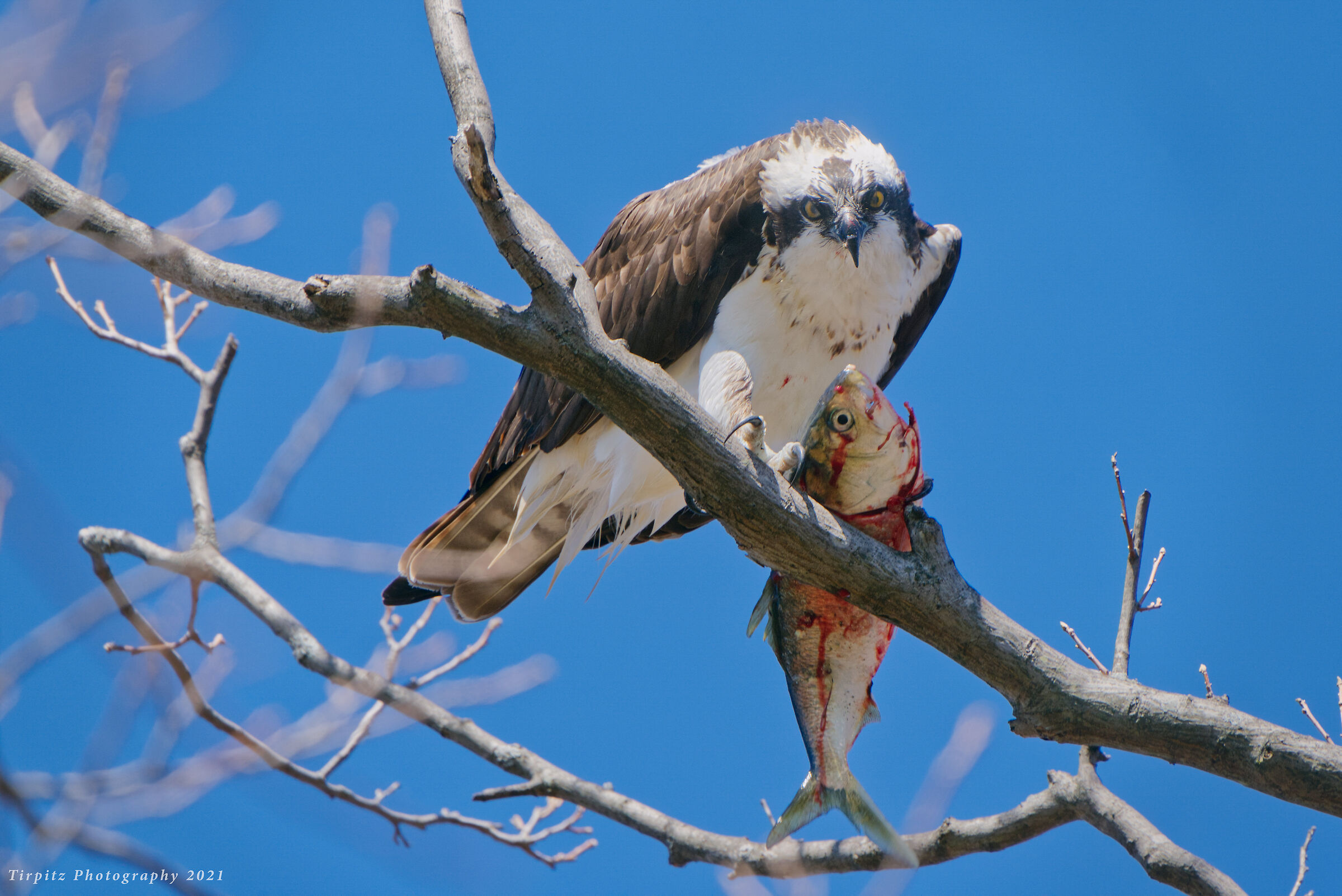 The Osprey and the Prey - 2