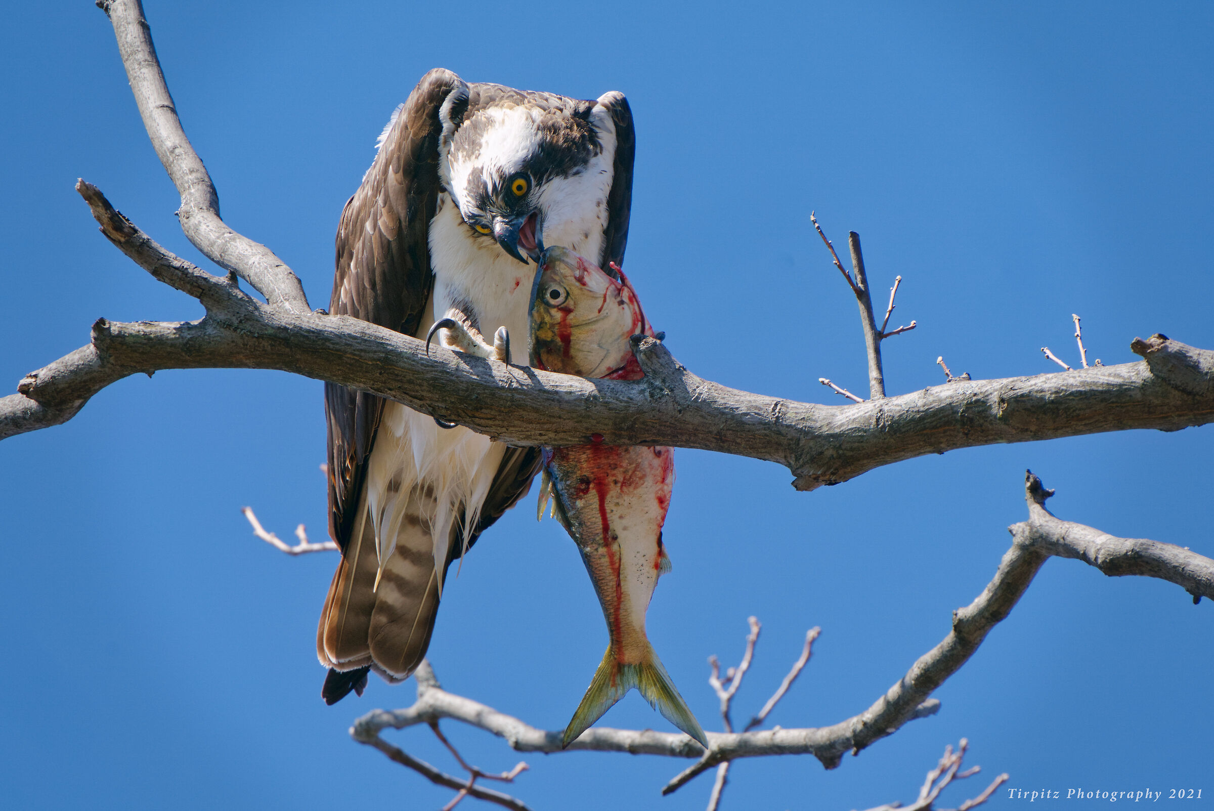 The Osprey and the Prey - 3