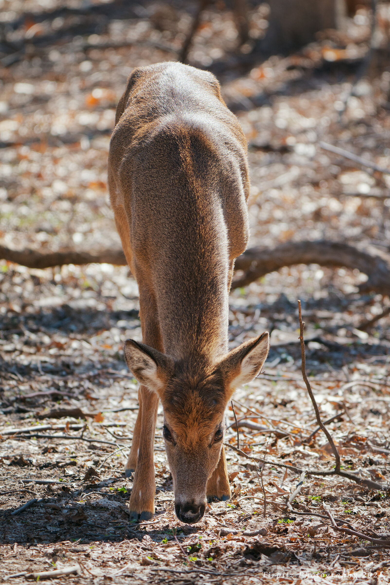 Young Deer - 1