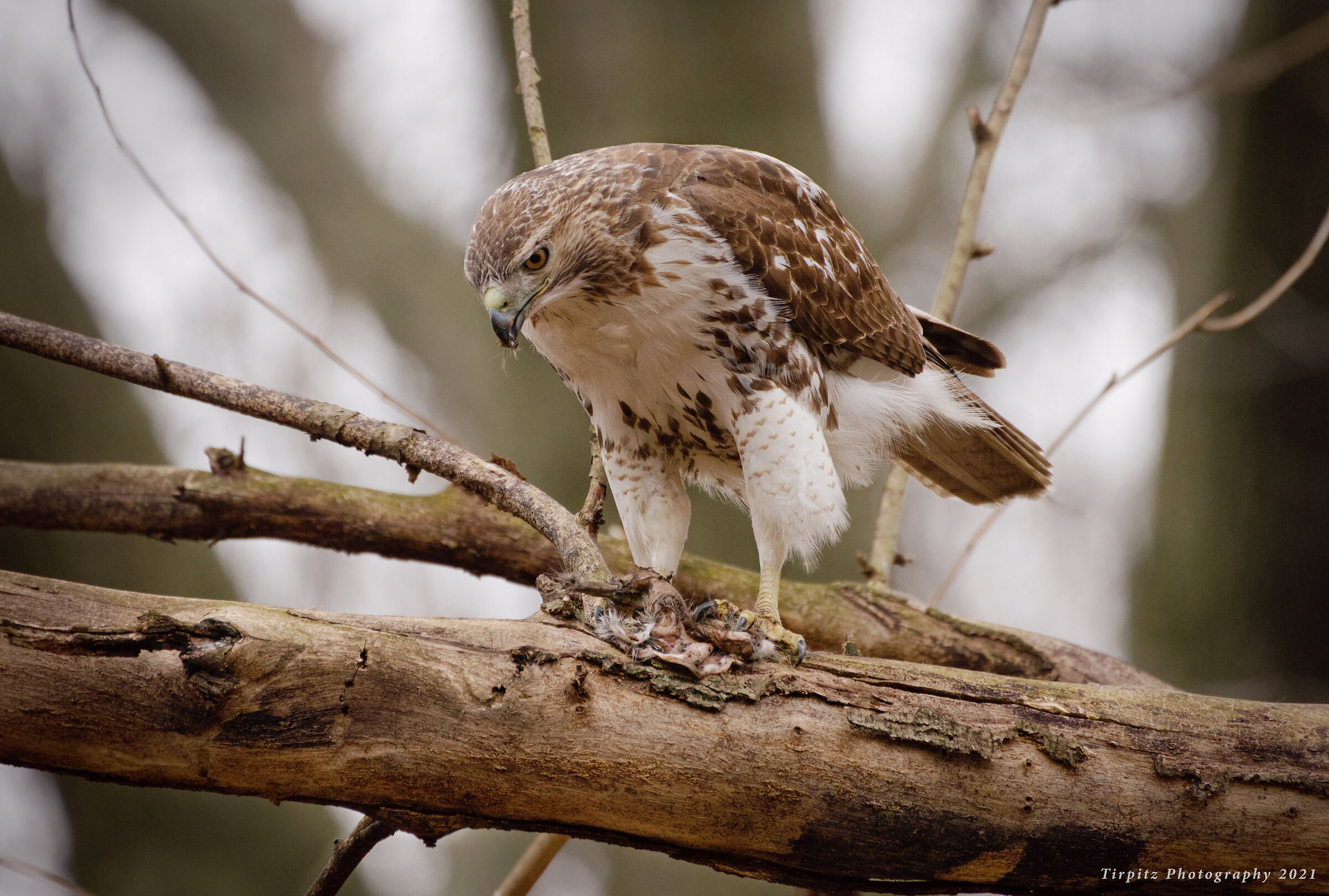Red tailed hawk - 5