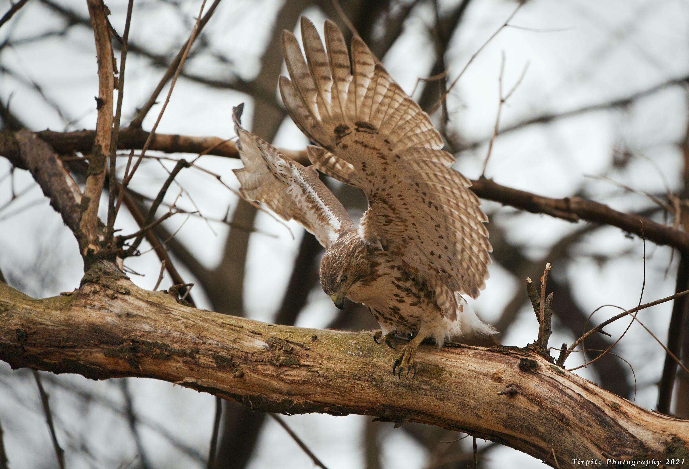 Red tailed hawk - 6