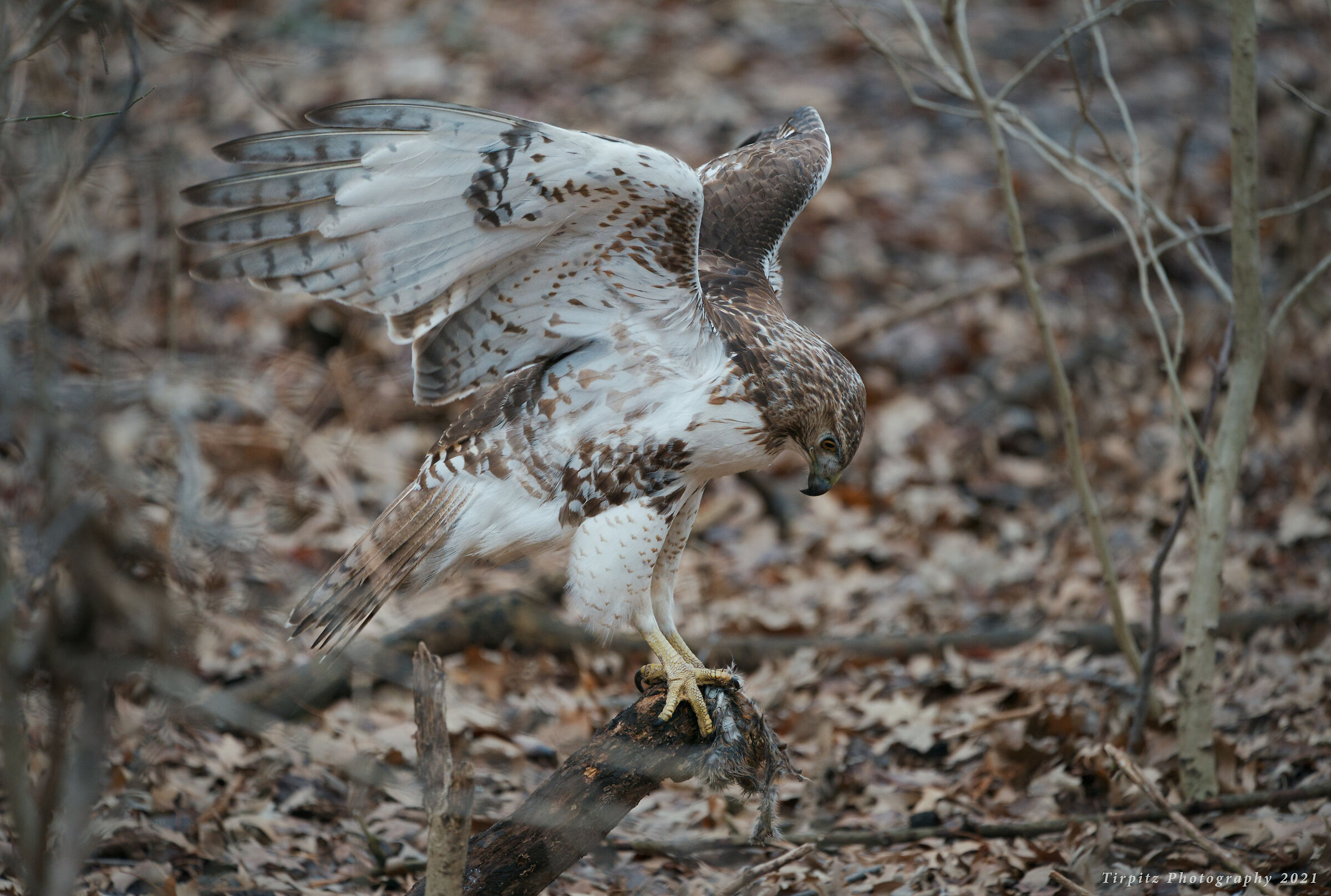 Red tailed hawk - 7