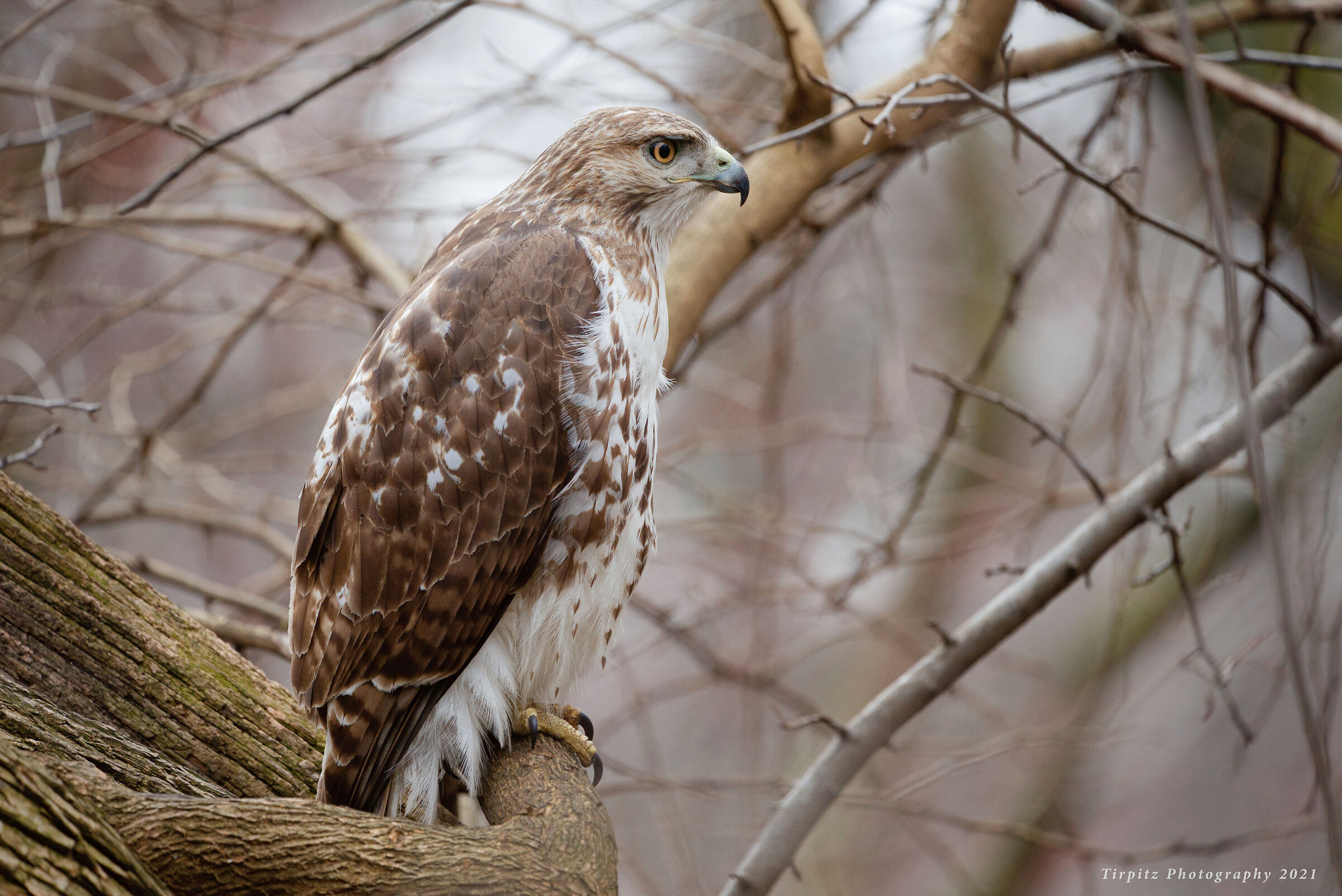 Red tailed hawk - 8