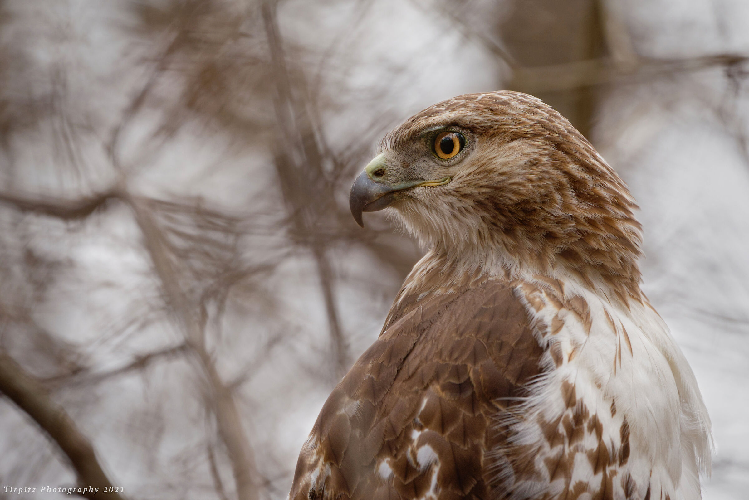 Red tailed hawk - 9