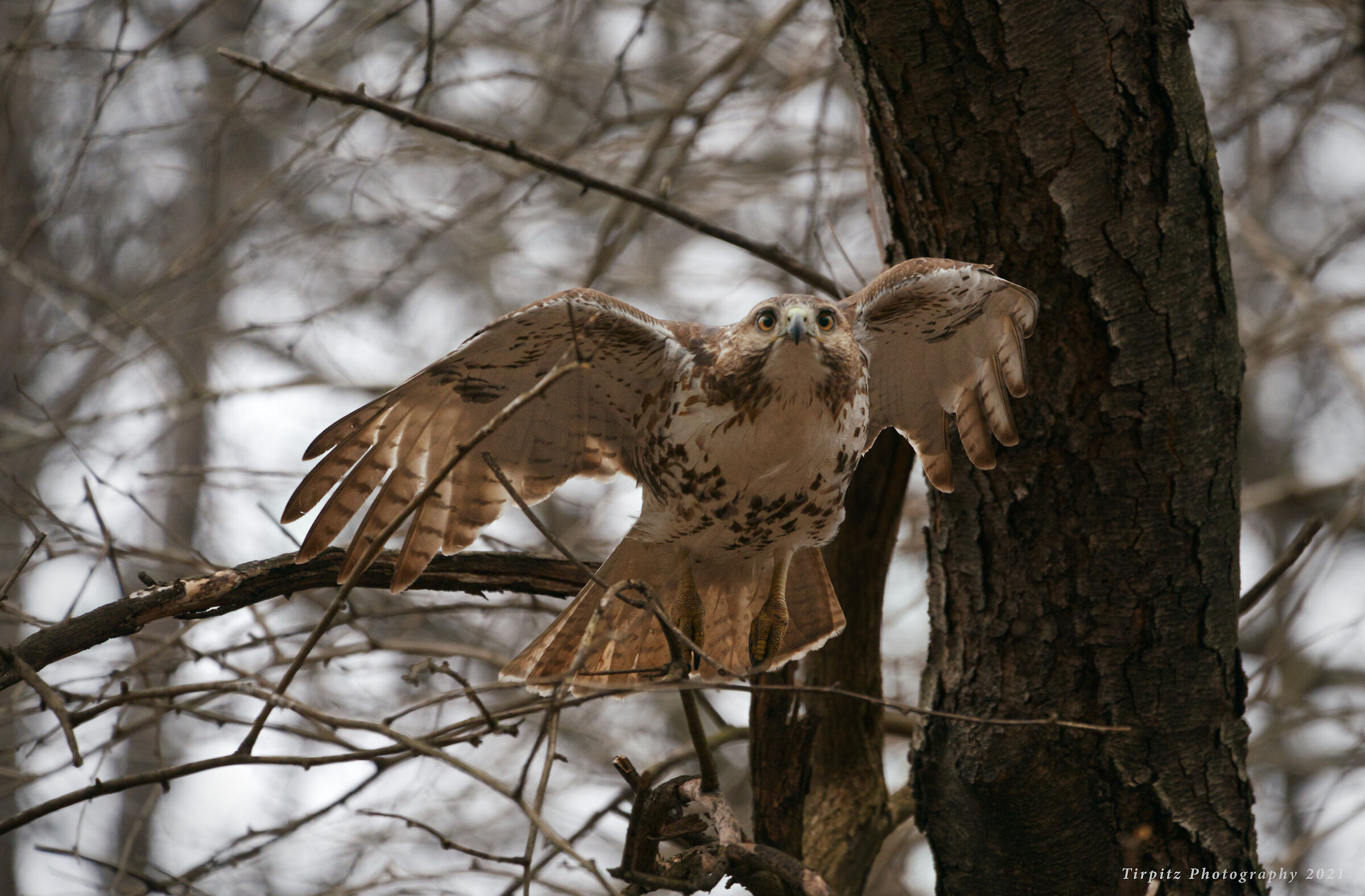 Red tailed hawk - 10