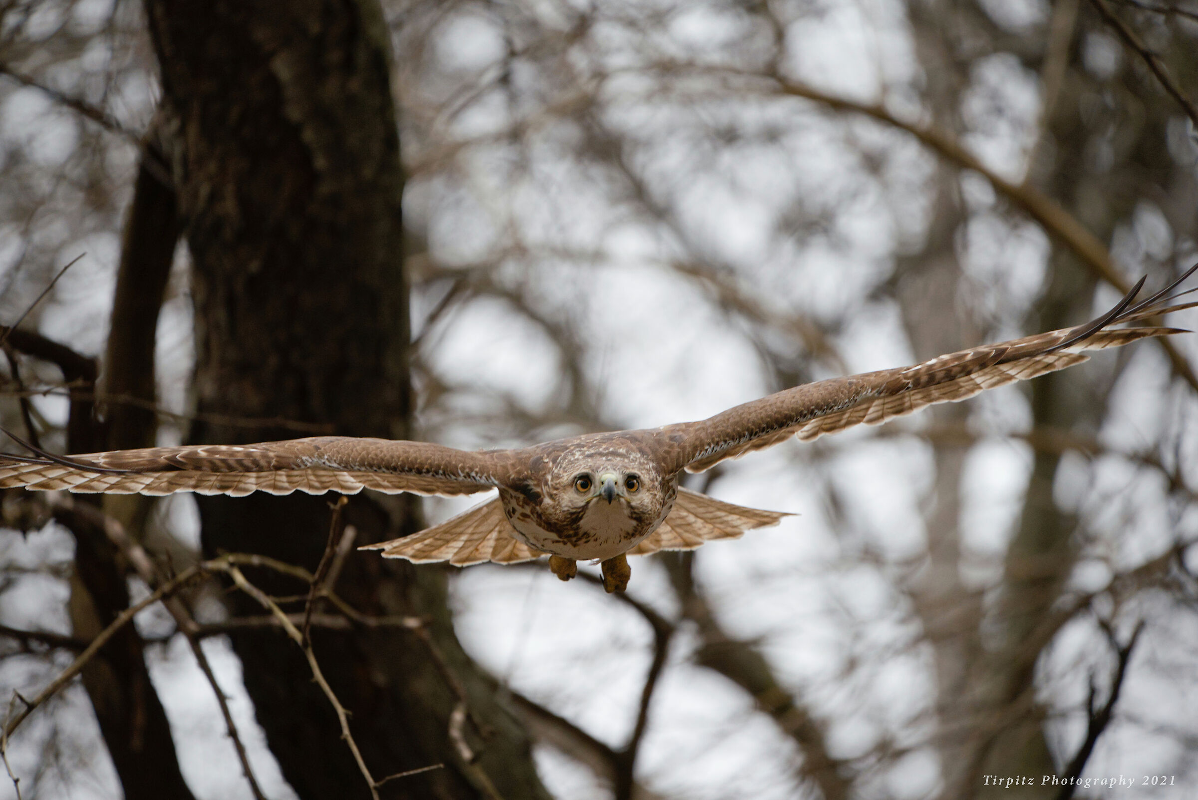 Red tailed hawk - 11