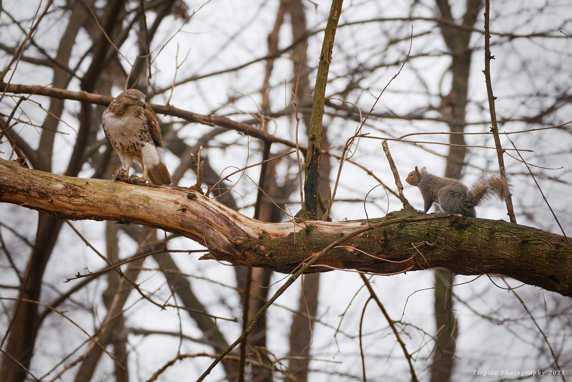 The Hawk and the Squirrel