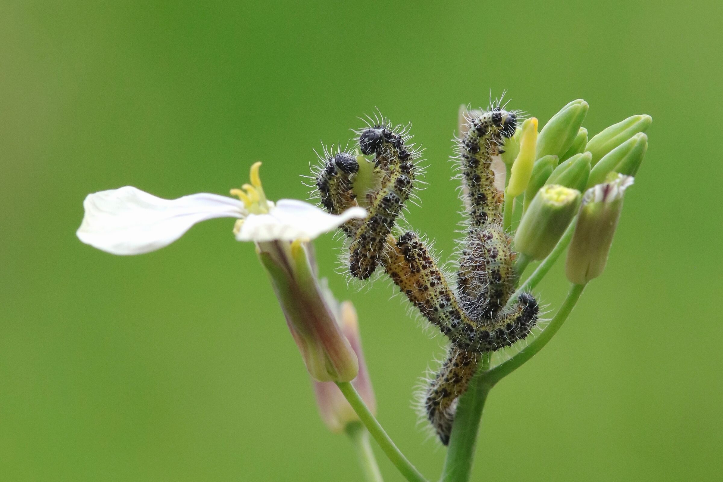 Noi i fiori ce li mangiamo