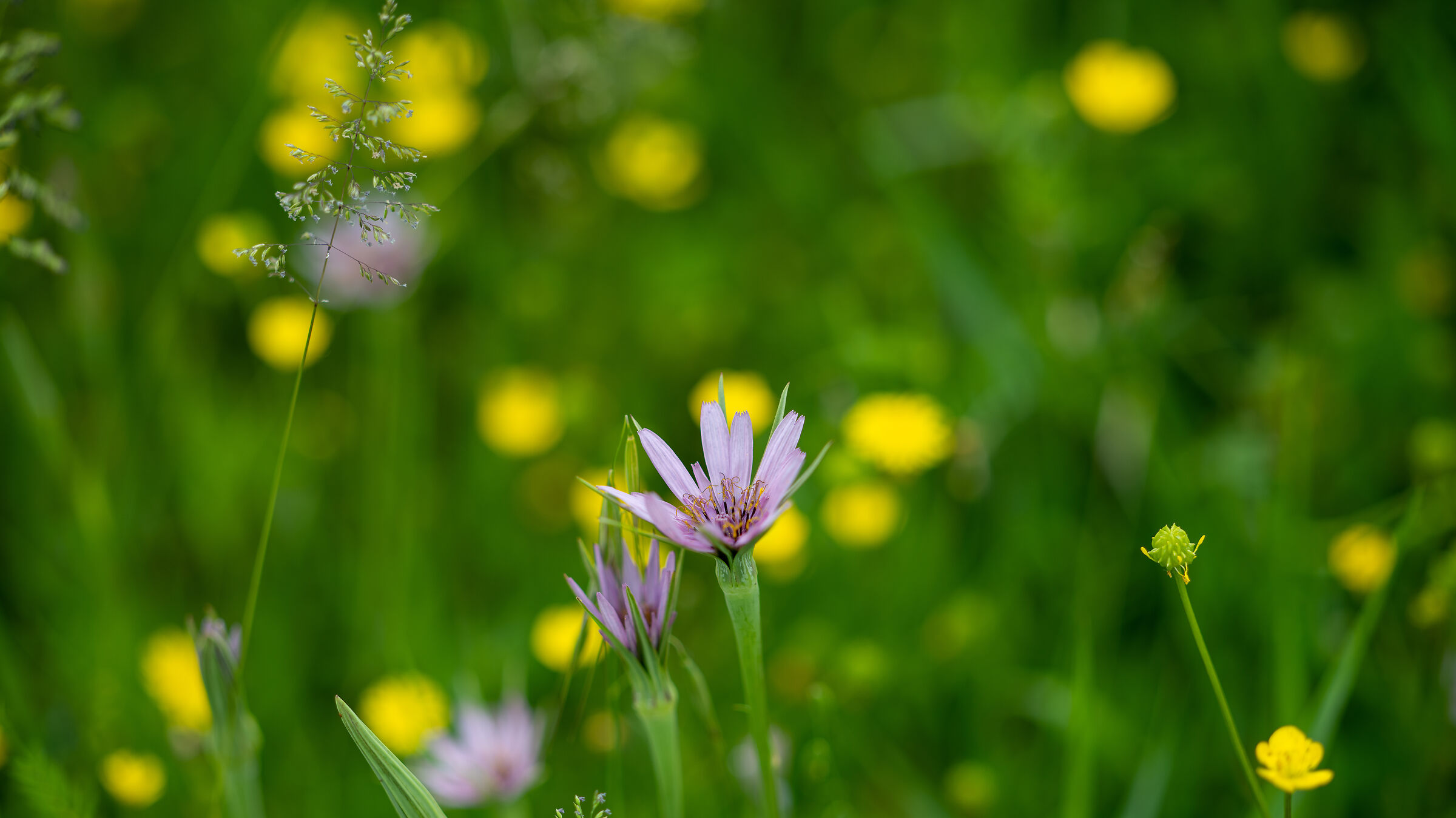 just test new milvus 85mm f1.4