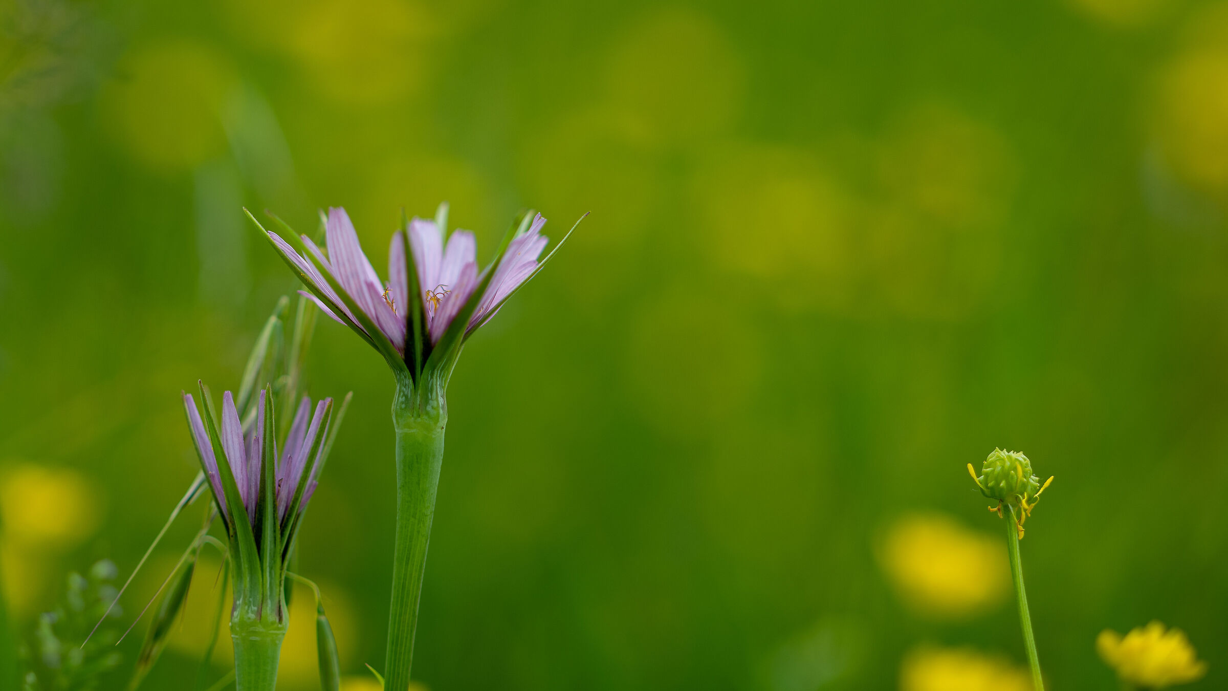 just test new milvus 85mm f1.4