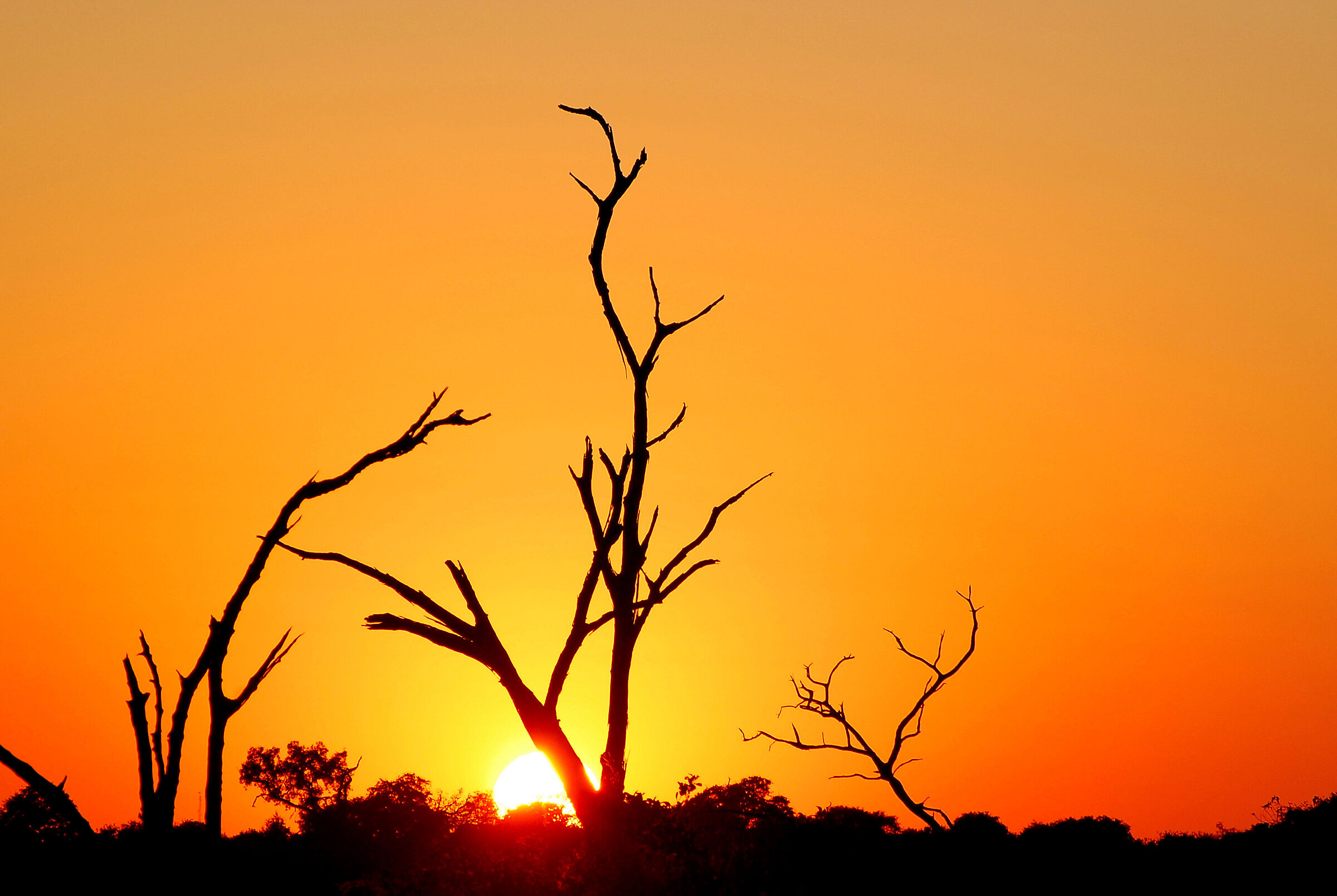 Botswana Chobe Park: the awakening of a new day