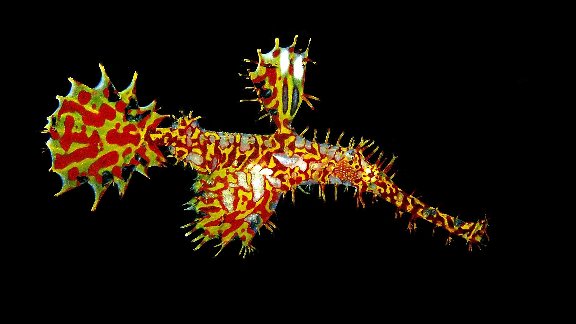 Ornate Ghost Pipefish